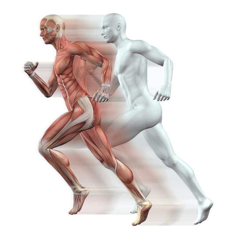 El cuerpo humano en movimiento. (Freepik)
