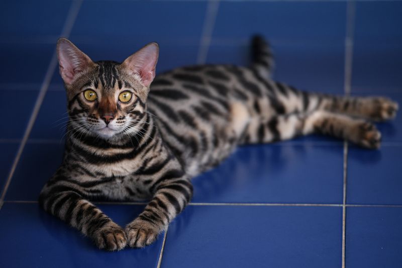El gato es el animal de compañía por excelencia del ser humano (REUTERS/Chalinee Thirasupa)
