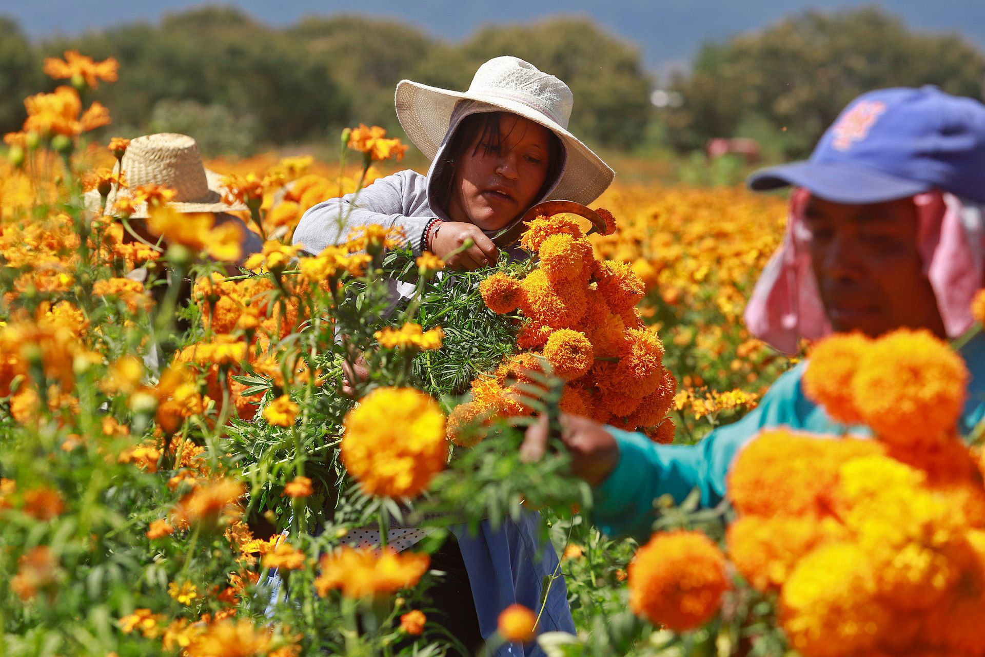 Productores de flor de cempasúchil en Atlixco iniciaron el corte para empezarla a llevarla a diferentes regiones del país para los festejos del Día de Muertos. Atlixco, Puebla, 21 de octubre de 2020.