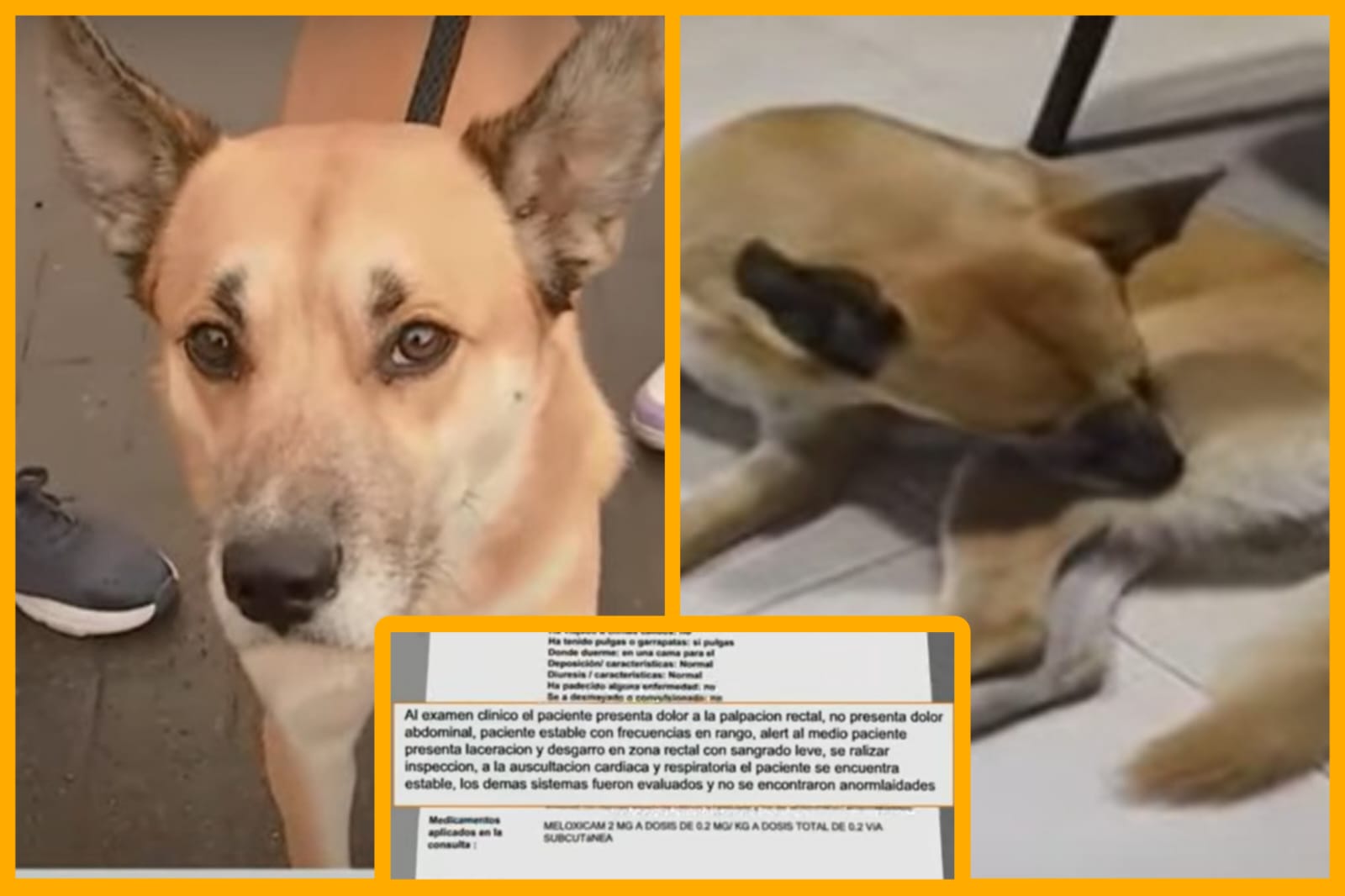 Presunto caso de abuso sexual contra un perro fue denunciado en el sur de  Bogotá - Infobae