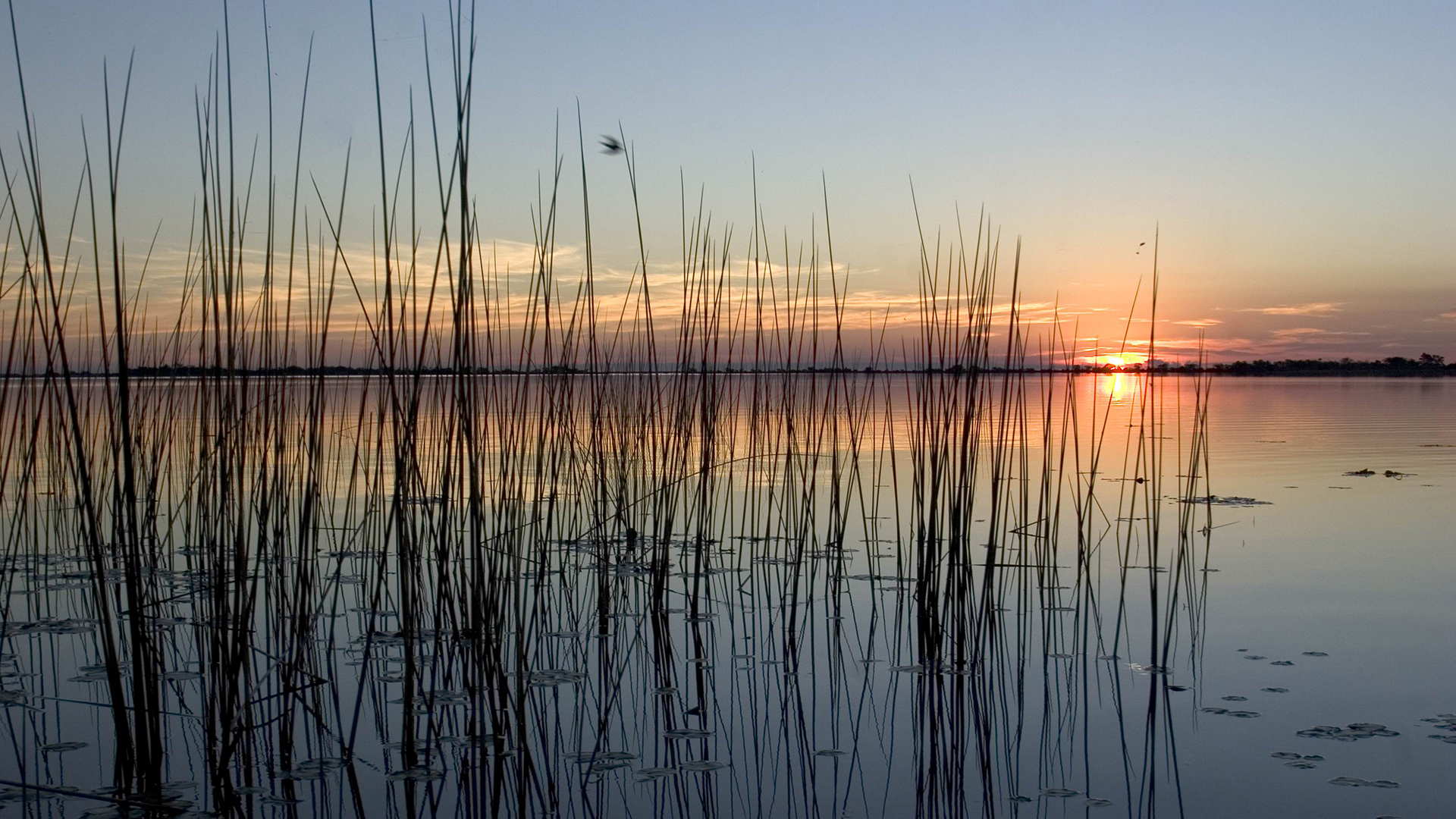 The Iberá Wetlands in Argentina are one of the largest wetlands in the world and one of the continent's most important drinking water reserves (Photo by Mariana Silvia Eliano/Cover/Getty Images)