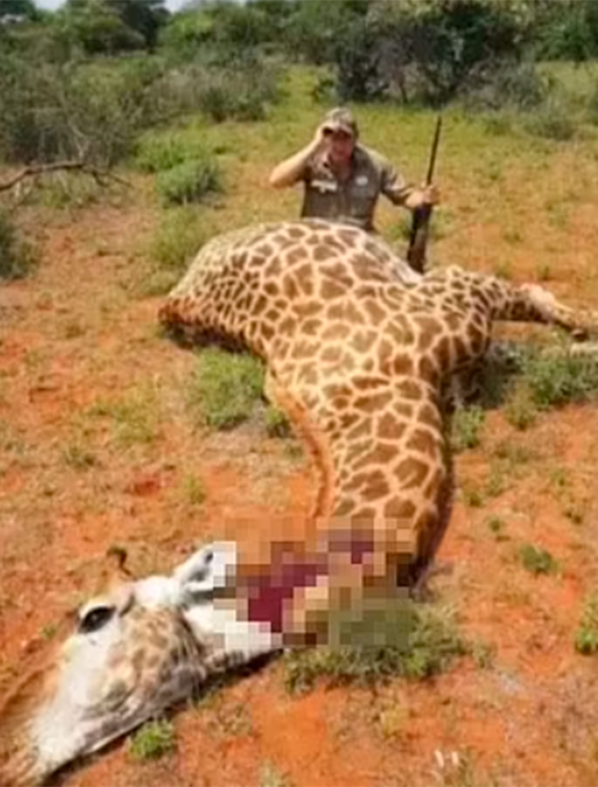 La organización sin fines de lucro Protect All Wildlife afirmó que Naude estaba involucrado en la cría y venta de jirafas a clientes únicamente con fines de caza (dailymail)