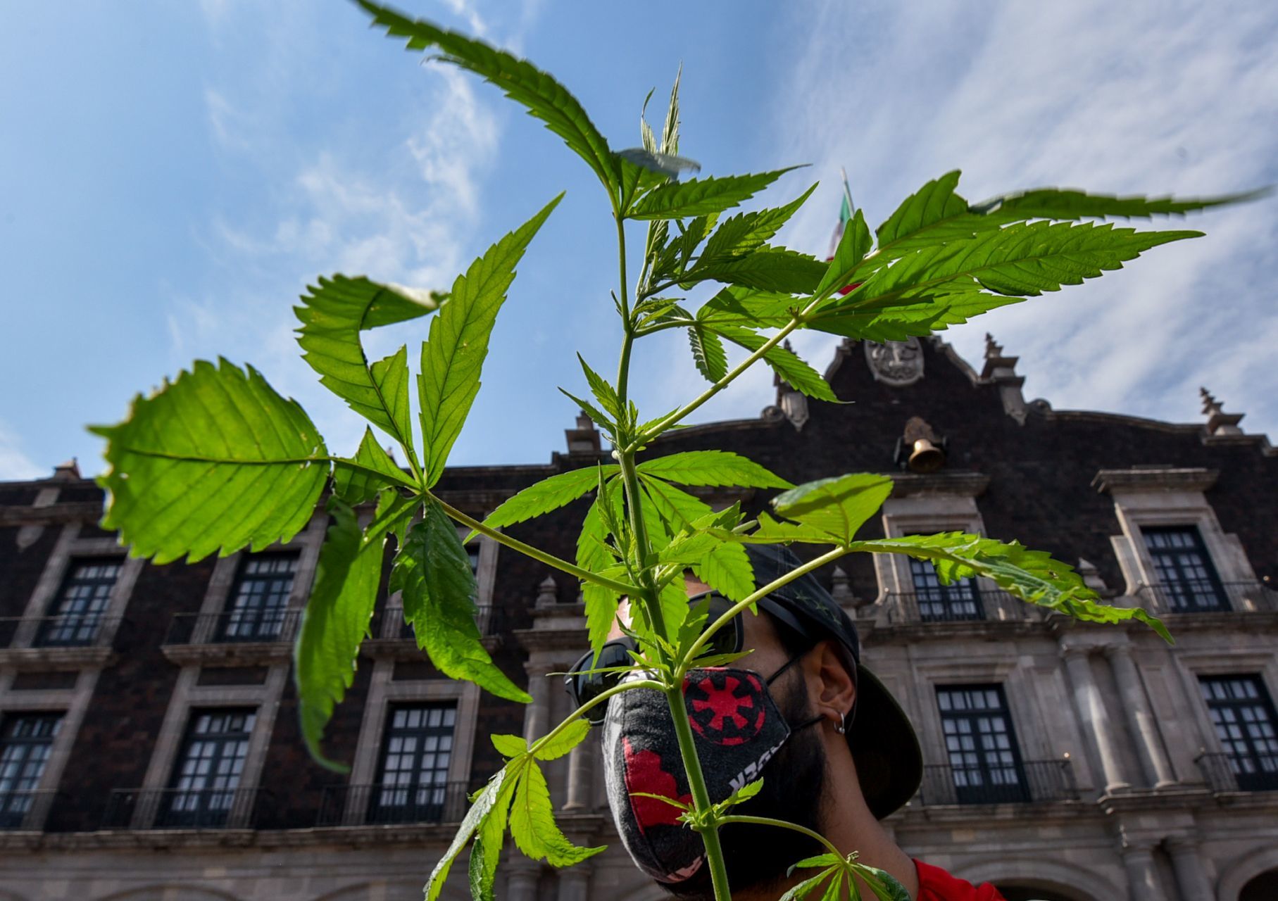The global market for legal marijuana could reach 73. 6 billion dollars by 2027 photo: crisanta espinosa aguilar / cuartoscuro. Com