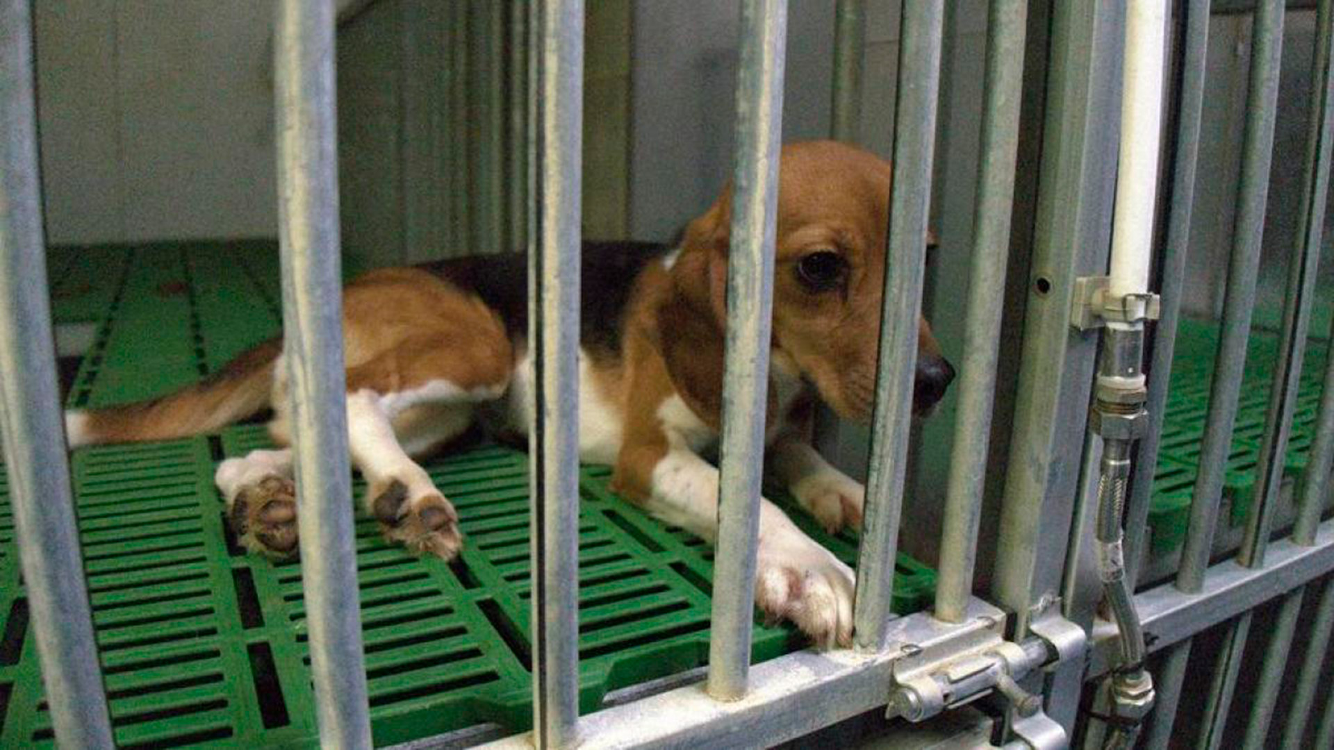 Esta clase de experimentos en animales son amparados por la legislación española, en caso de no haber ensañamientos en el interior de los laboratorios