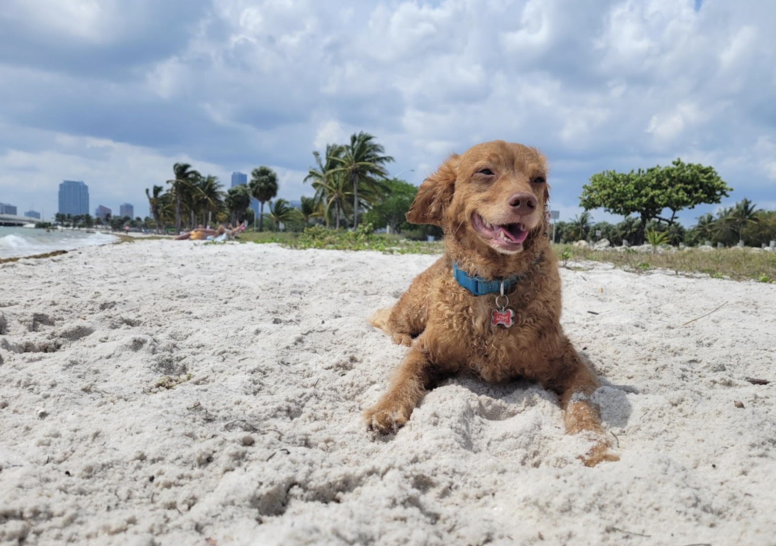 No todas las playas de Miami admiten perros, pero muchas fueron diseñadas con ellos en mente.