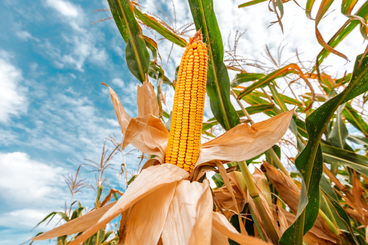 Desde el pasado 17 de abril, los precios externos del maíz cayeron más de USD 16 