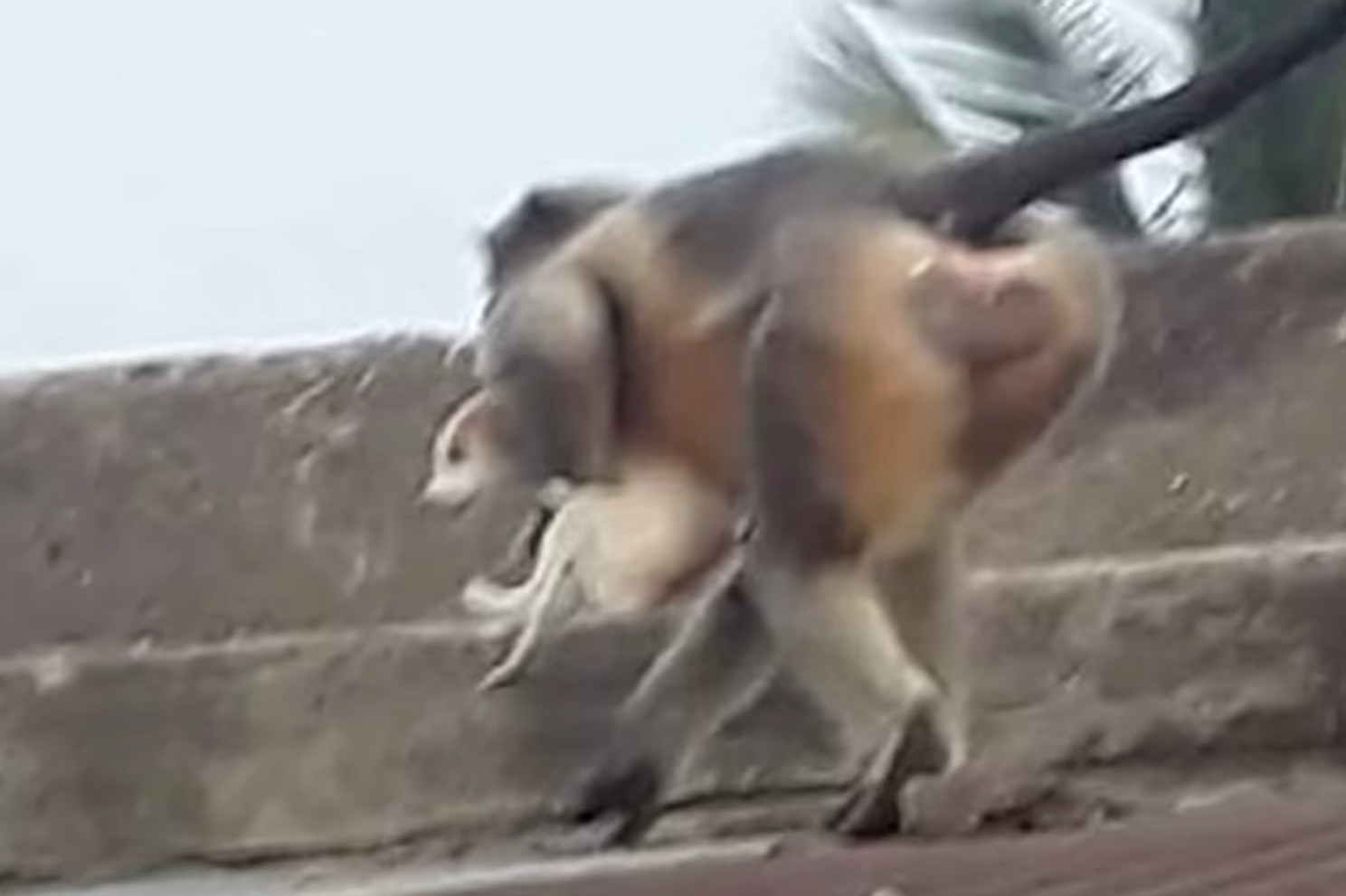Un mono lleva un cachorro de perro a un lugar alto para lanzarlo a su muerte