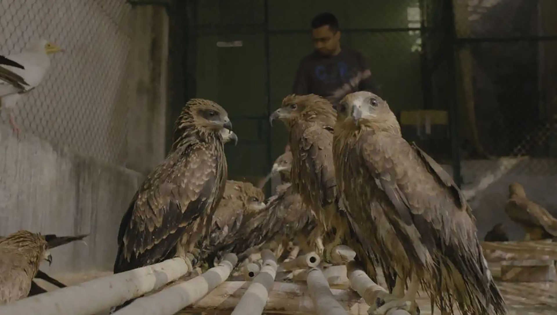"Todo lo que respira" cuenta la historia de tres hombres que llevan adelante un clínica de cuidado a cientos de pájaros, en Nueva Delhi