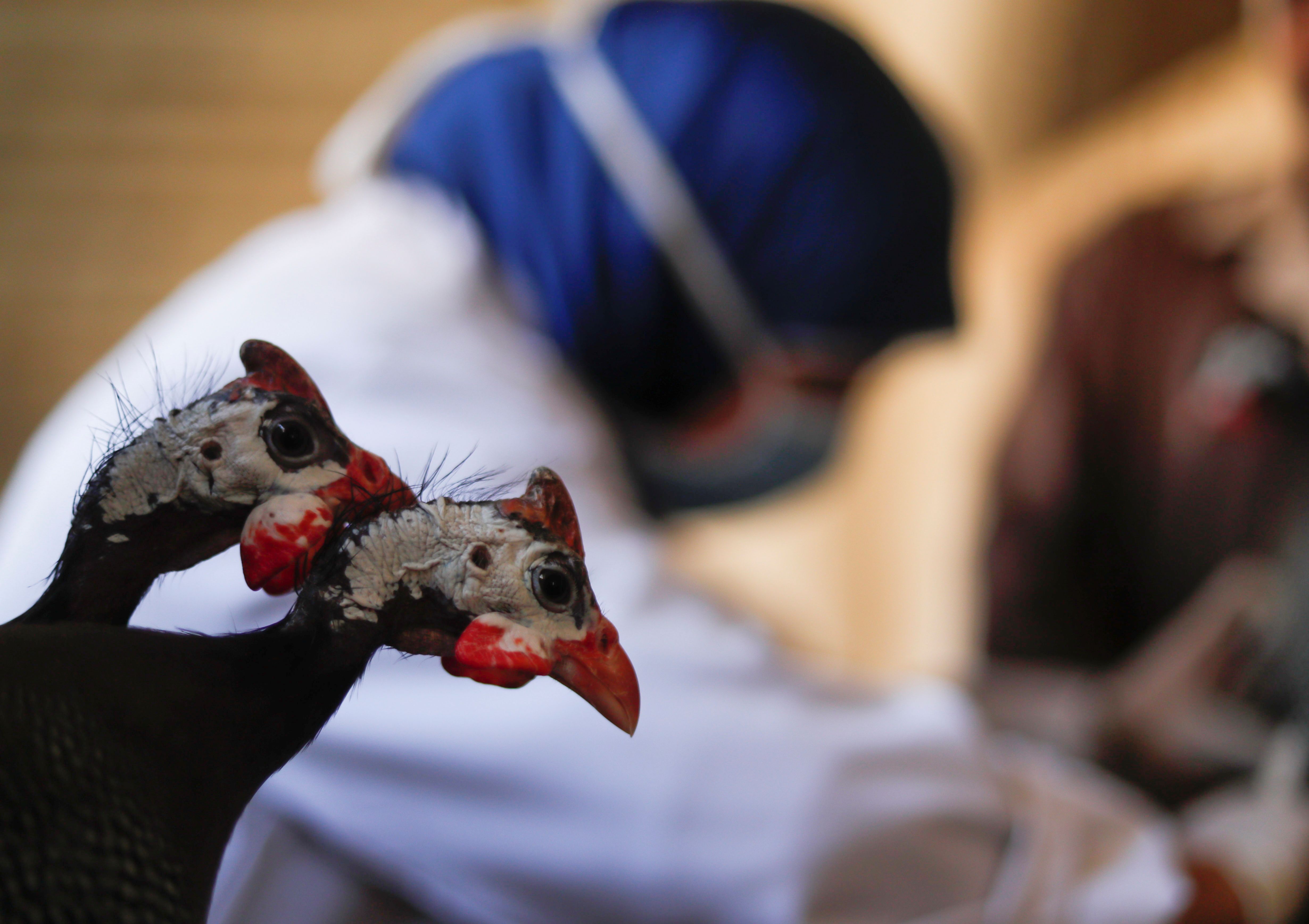 Aunque los virus H5N1 infectan principalmente a diferentes tipos de aves silvestres y aves de corral domésticas, los virus H5N1 también pueden infectar a otros animales (REUTERS/Amr Abdallah Dalsh)