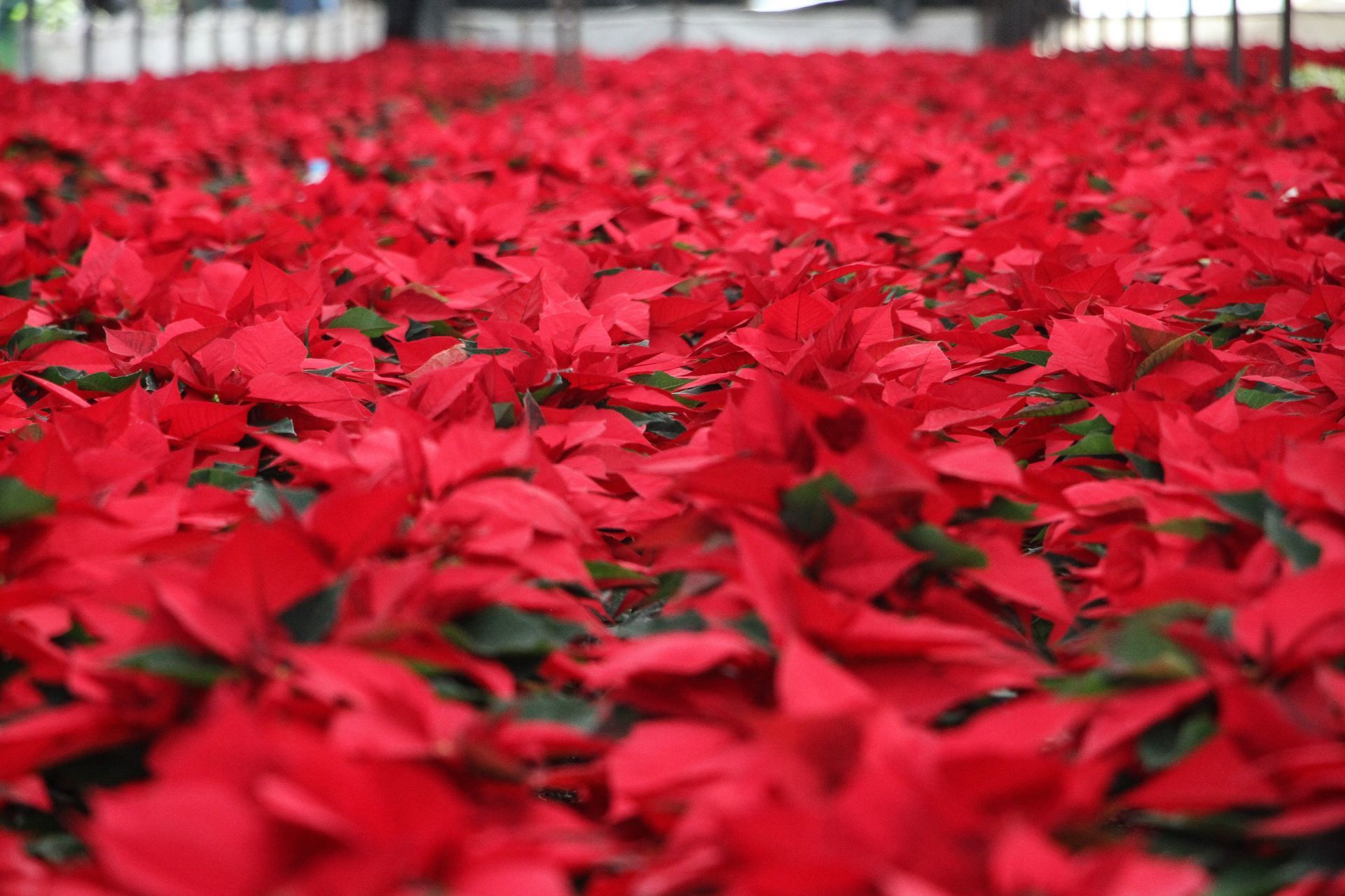 En Fotos Comenzó La Temporada De Nochebuena La Típica Flor Mexicana Que Ilumina El Fin De Año