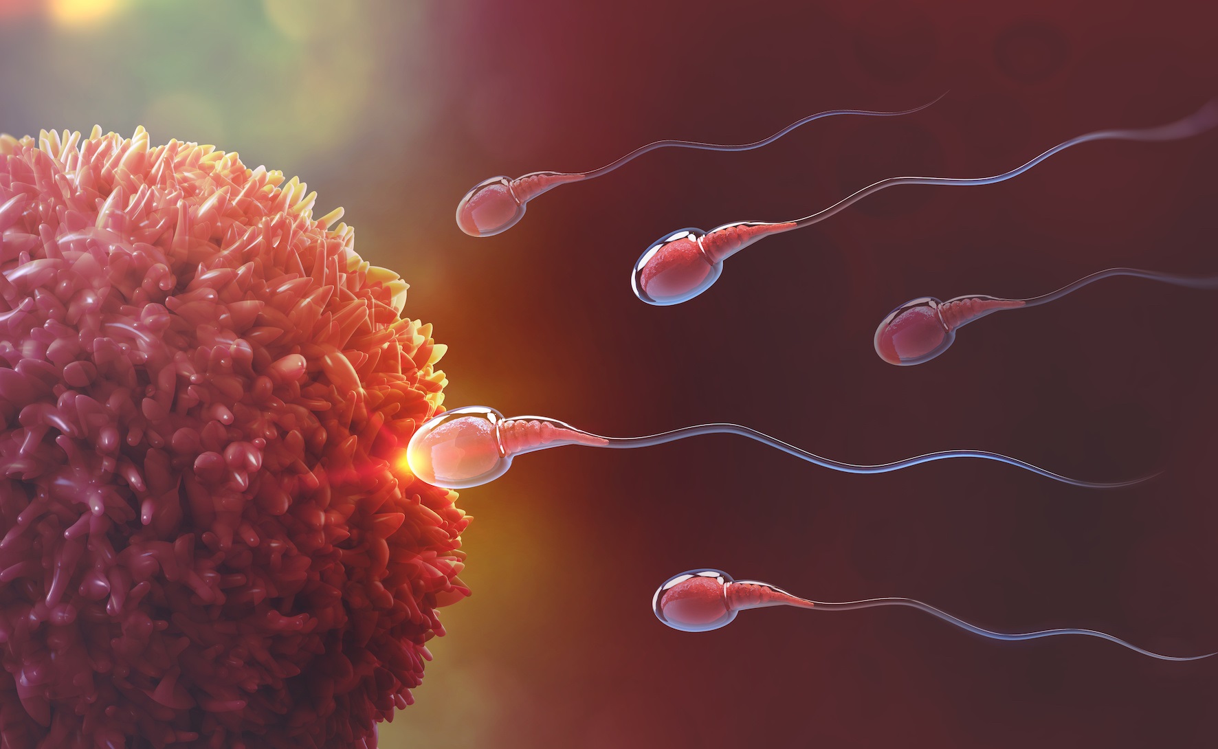La falta de este gen provoca una enfermedad llamada oligoastenoteratospermia u OAT, que afecta a la concentración, la movilidad y la morfología de los espermatozoides y evita que éstos puedan fecundar óvulos, causando así infertilidad en los hombres.