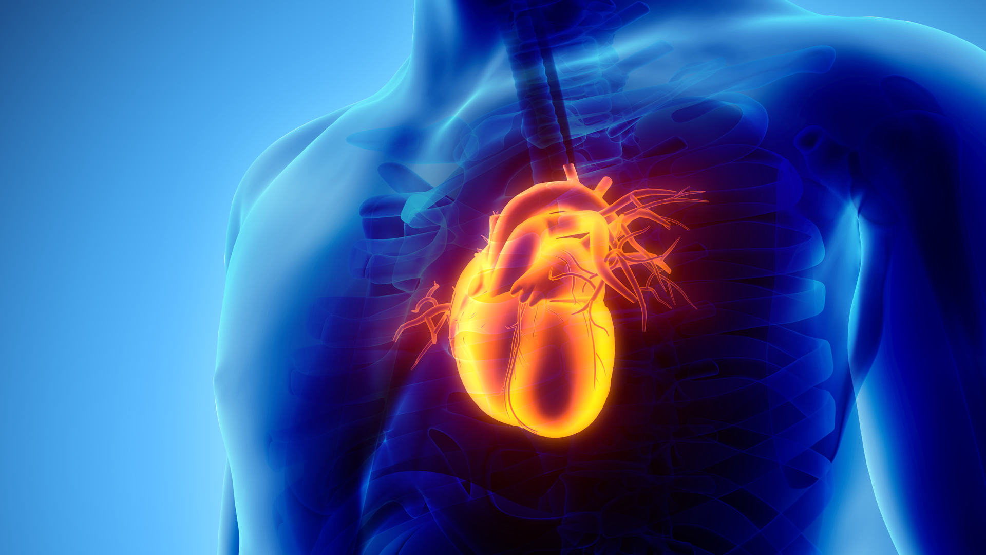 El corazón tiene cuatro válvulas: la auriculoventricular derecha, la pulmonar, la aórtica y la mitral (iStock)