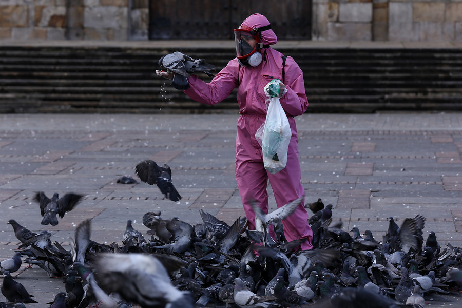 Palomas Bogotá (Colprensa - Camila Díaz)
