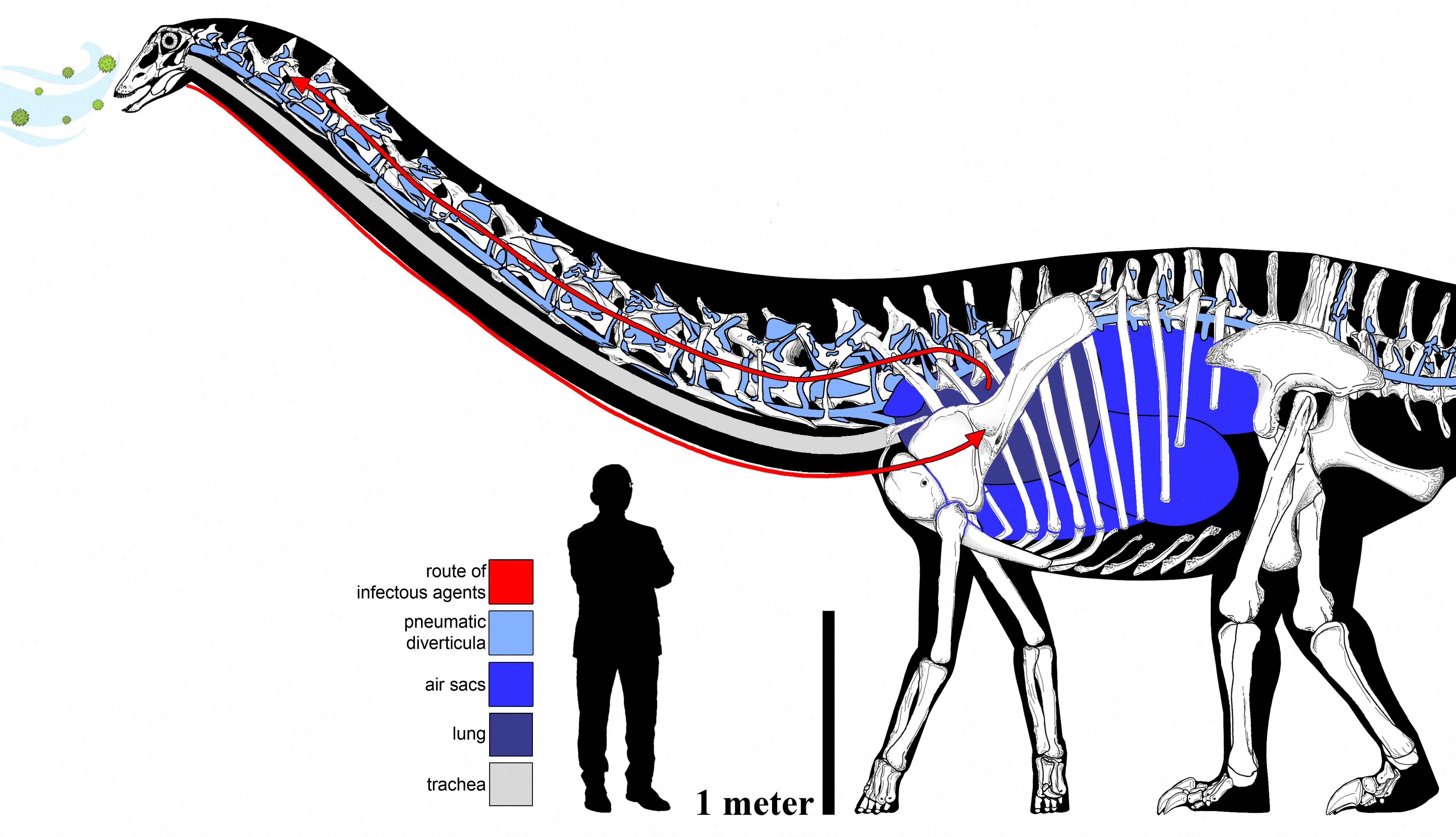 Comparación entre un saurópodo medio y un hombre (REUTERS )