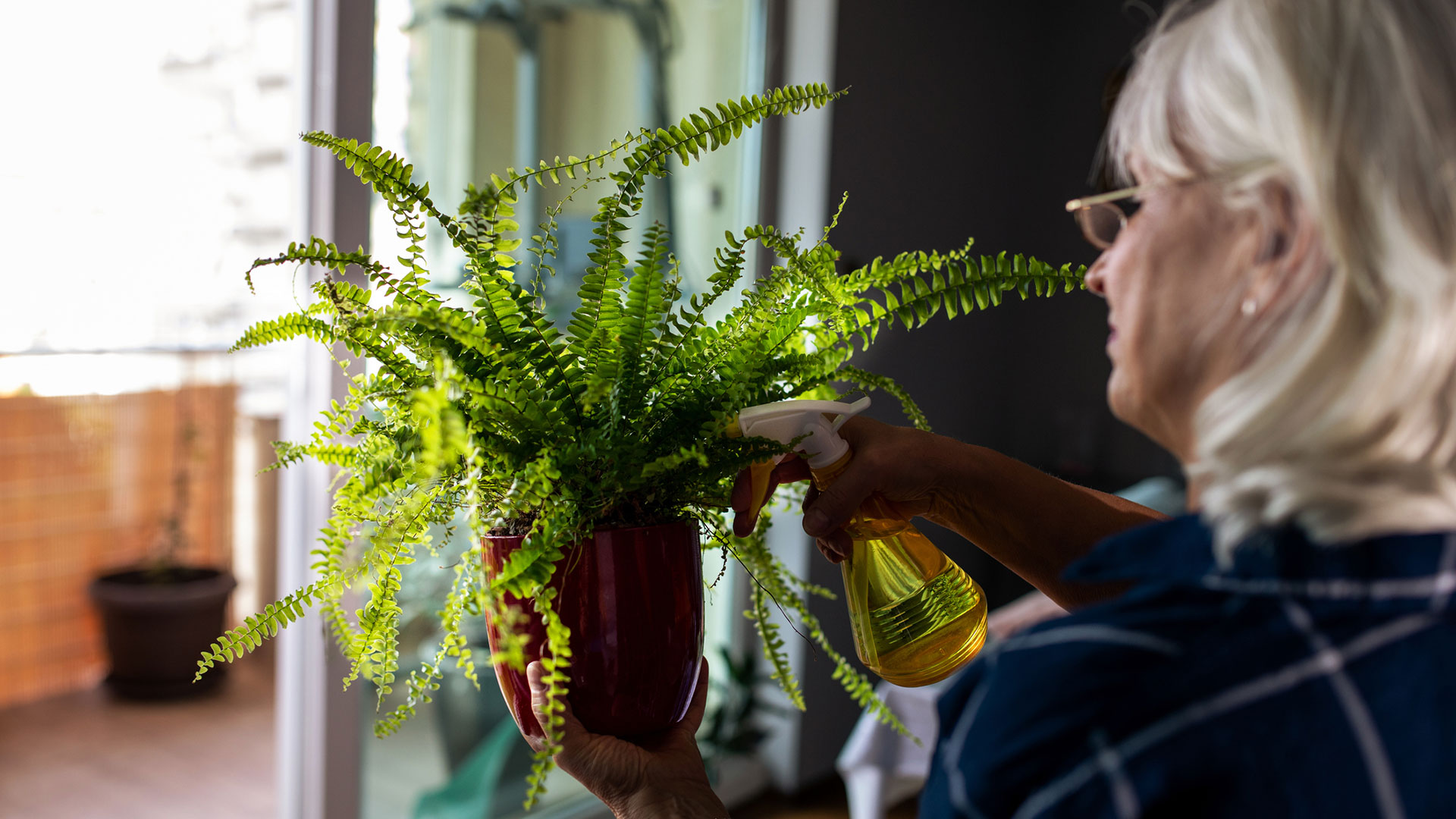 Babilonia urbana: las mejores plantas florales para decorar los balcones de  la ciudad - Infobae