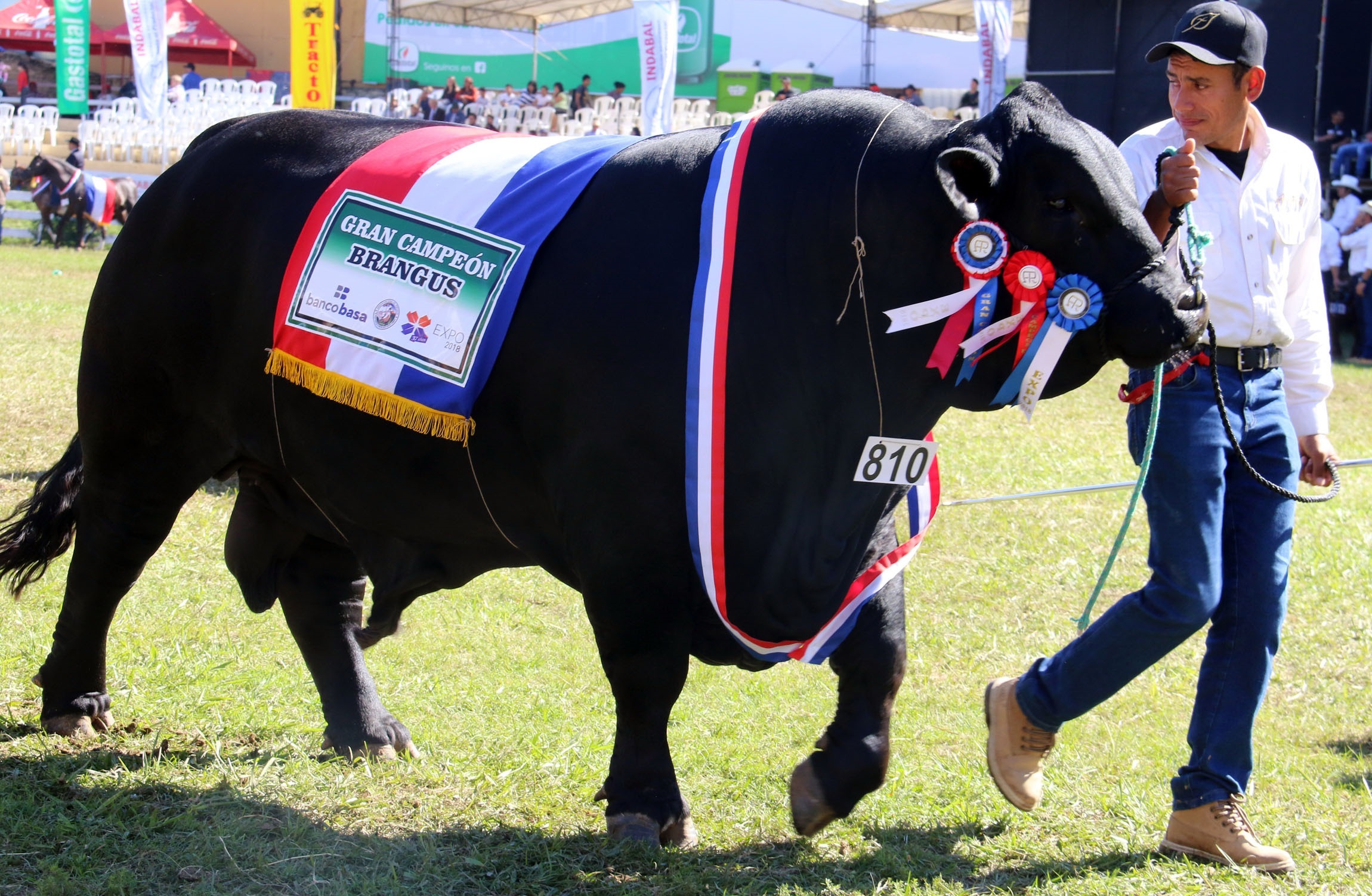 El Boran de Paraguay gana mercados en el resto del Cono Sur