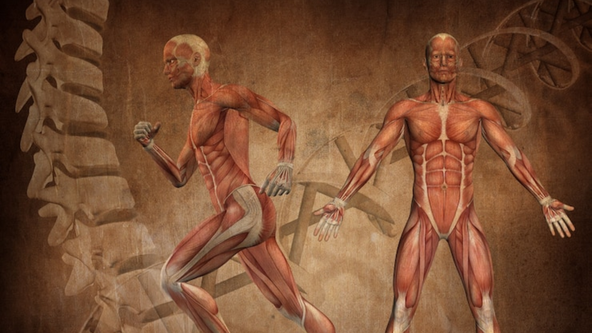 Los músculos cumplen un rol importante en la movilidad de la persona. (Freepik)
