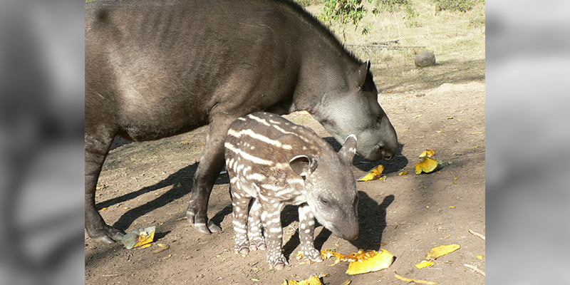 El Proyecto Tapir trabaja en la órbita de la Universidad Nacional de Tucumán para que después de ochenta años vuelva a haber tapires en territorio tucumano. (Imagen: gentileza Proyecto Tapir)
