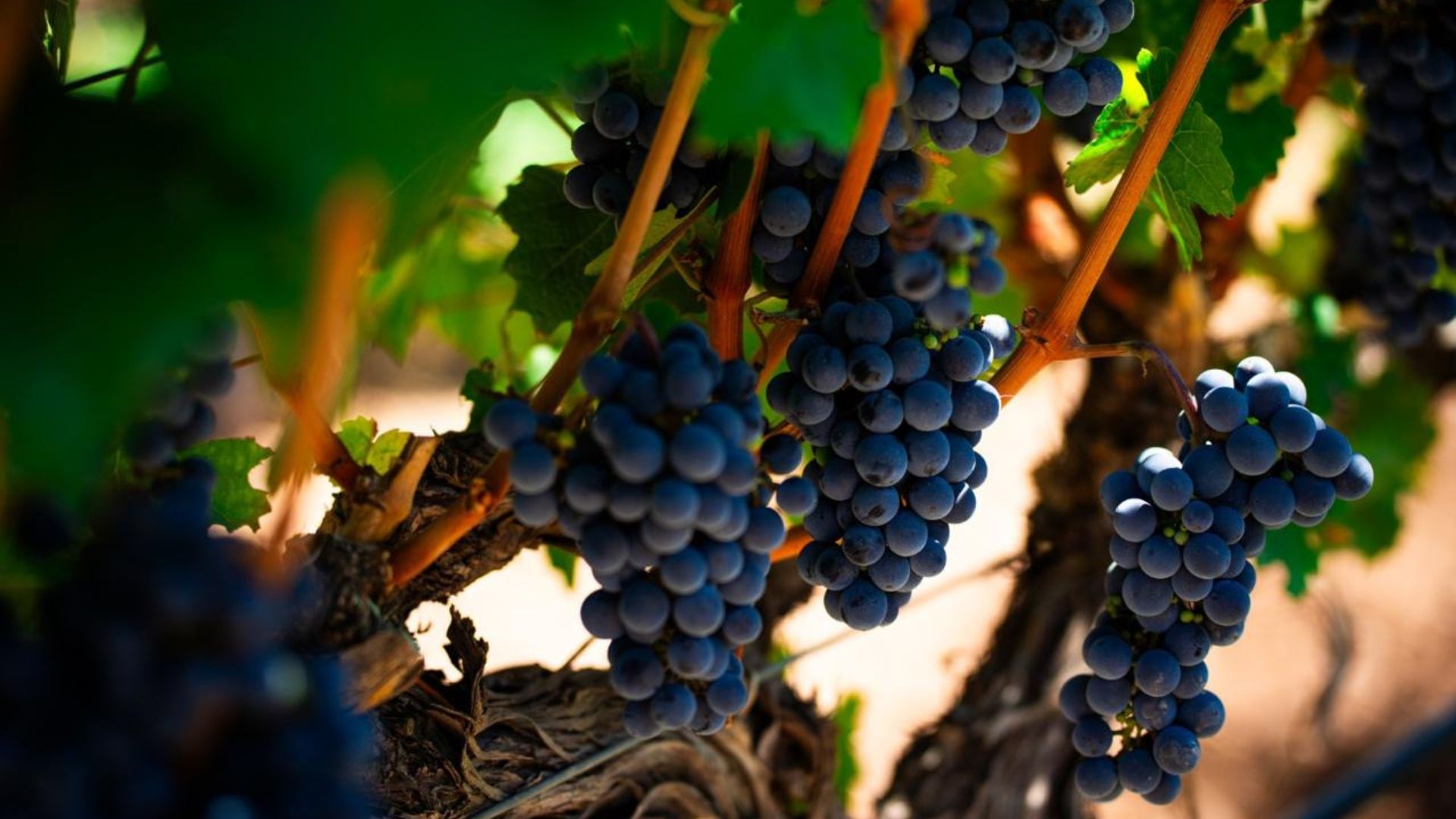 Qué leer esta semana: la desgarradora mirada de Gisèle Pelicot, cómo manejar el cortisol y el verdadero “Cumbres borrascosas” (gratis)