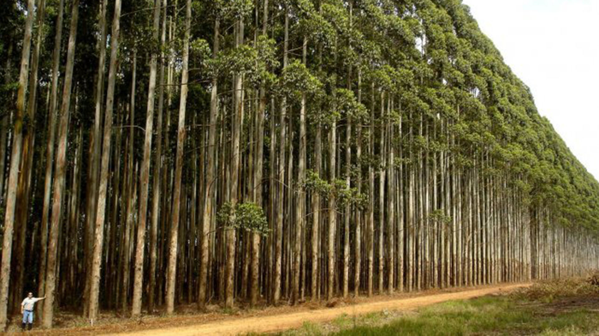 El sector de la forestación fue uno de los que mayor recuperación de actividad presentó en el presente año. 