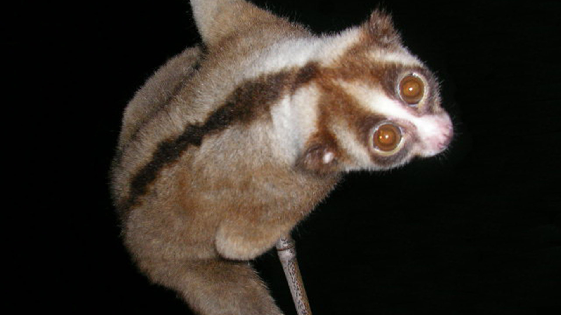 Loris Profitt Conoces El Loris Lento Nico Mono Nocturno Con Una Mordedura Toxica