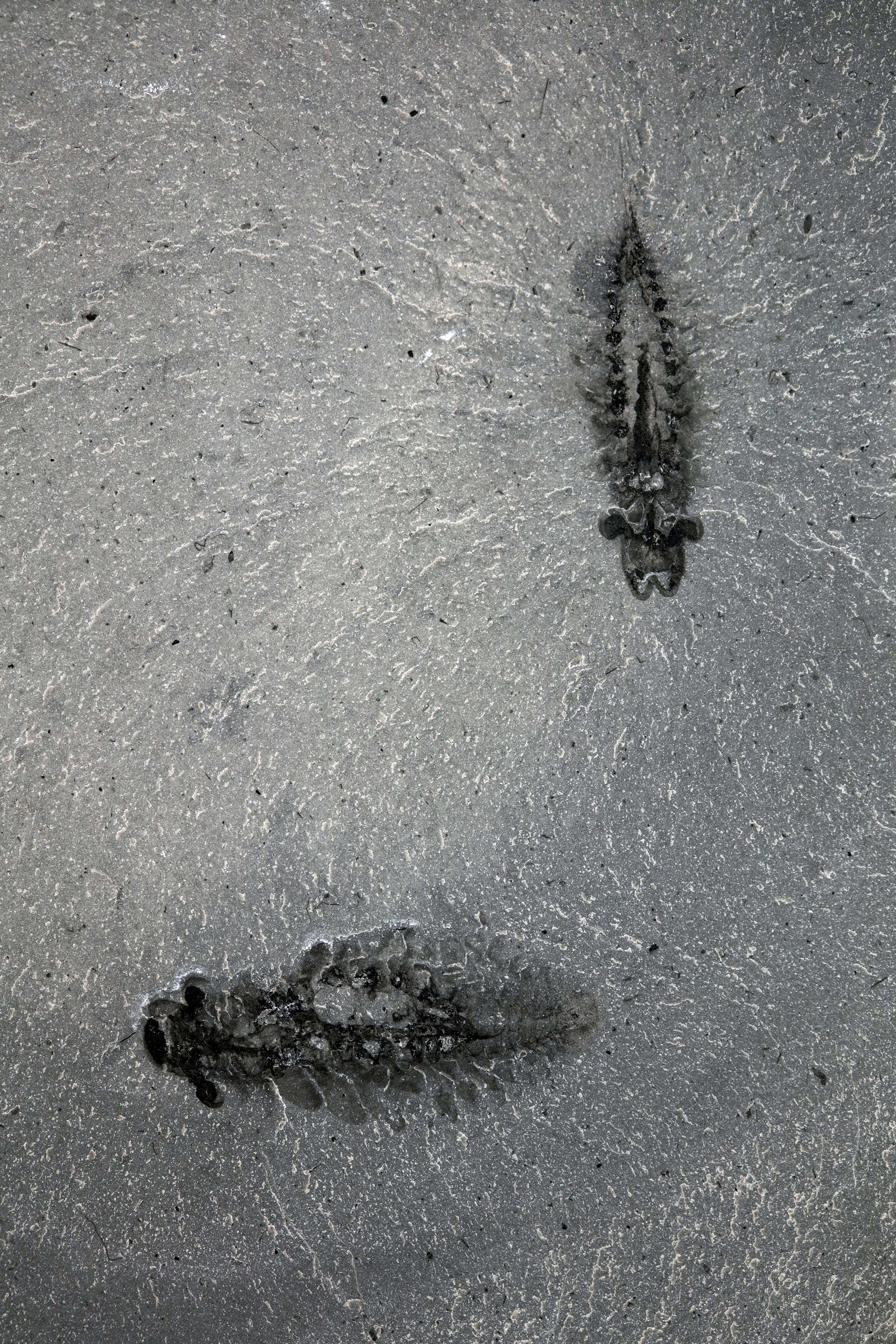 Pareja de ejemplares fósiles de Stanleycaris hirpex, ejemplar ROMIP 65674.1-2 
Crédito: Jean-Bernard Caron, gentileza Museo Real de Ontario