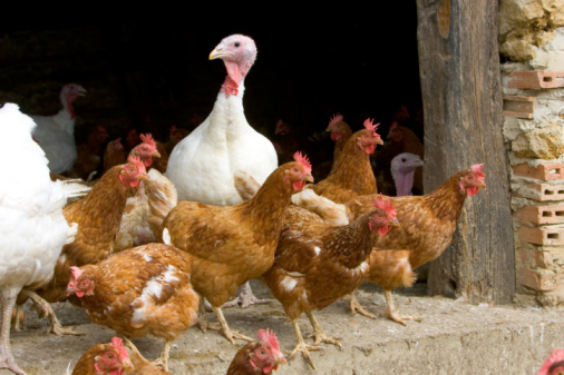 La influenza aviar altamente patógena afecta a las aves, tanto de corral como silvestres. Puede también transmitirse a humanos (Getty)
