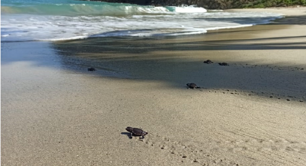 Las tortugas Carey nacidas en el Parque Tayrona regresando al mar. Foto: Parques Nacionales Naturales.