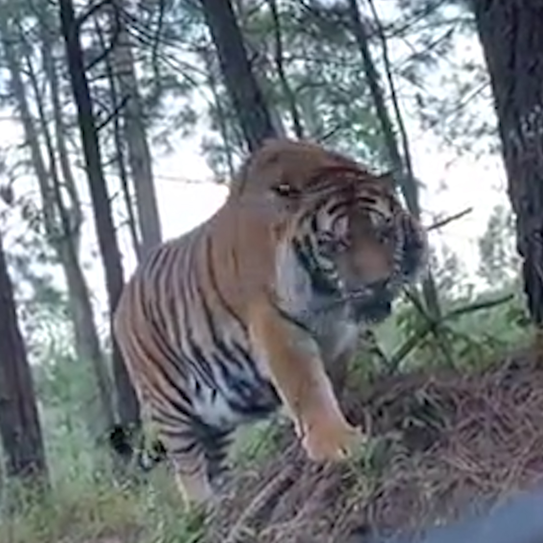 Alertaron sobre un tigre suelto en Apaseo el Grande, Guanajuato - Infobae