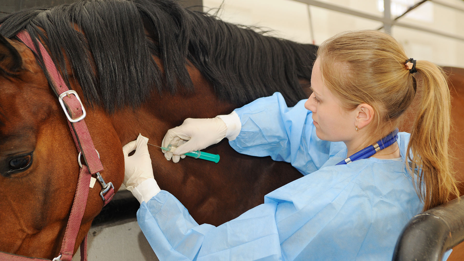 Alrededor de 200 equinos ya fueron inmunizados (Shutterstock)
