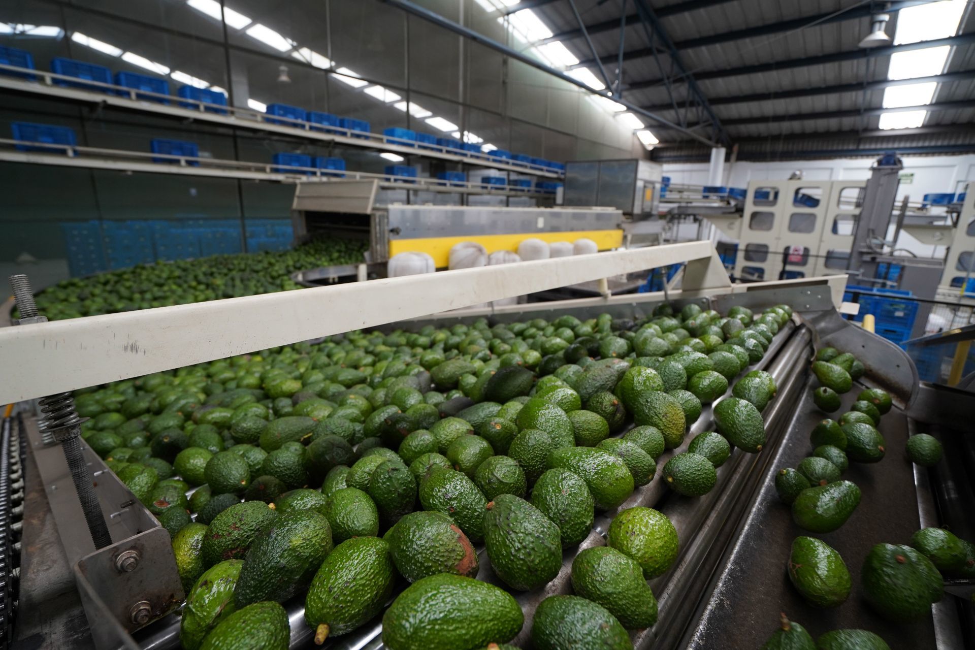 Aguacate se vende hasta en 100 pesos el kilo: por qué se disparó su costo