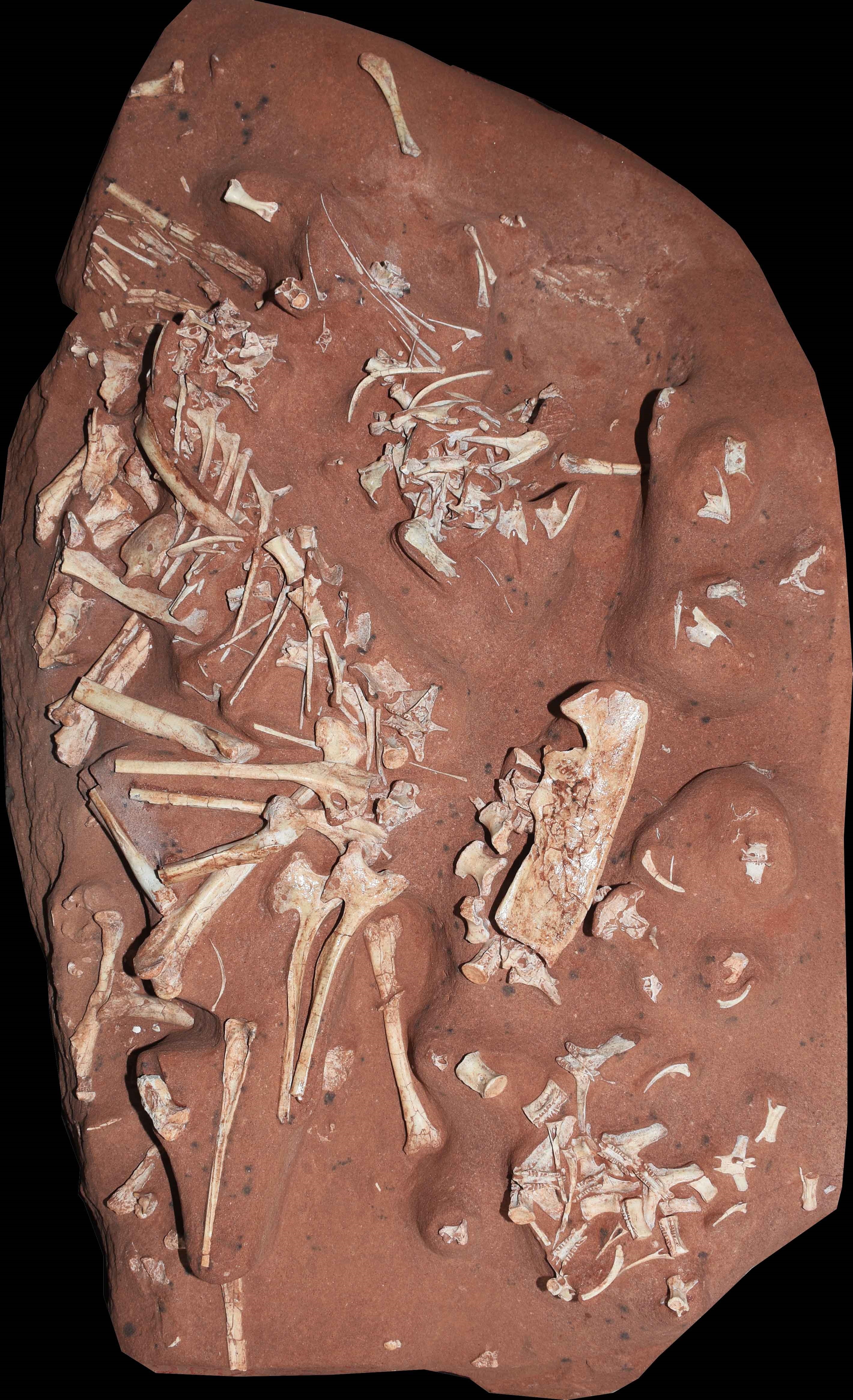 Fotografía cedida por el Museo Nacional de Río de Janeiro que muestra restos óseos de una especie de dionosaurio perteneciente al período Cretácico (EFE)