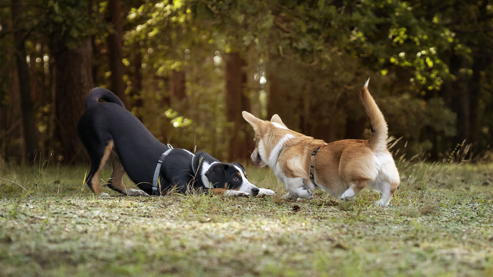 Las perras suelen atraer a varios perros para elegir al mejor pretendiente posible (Getty)