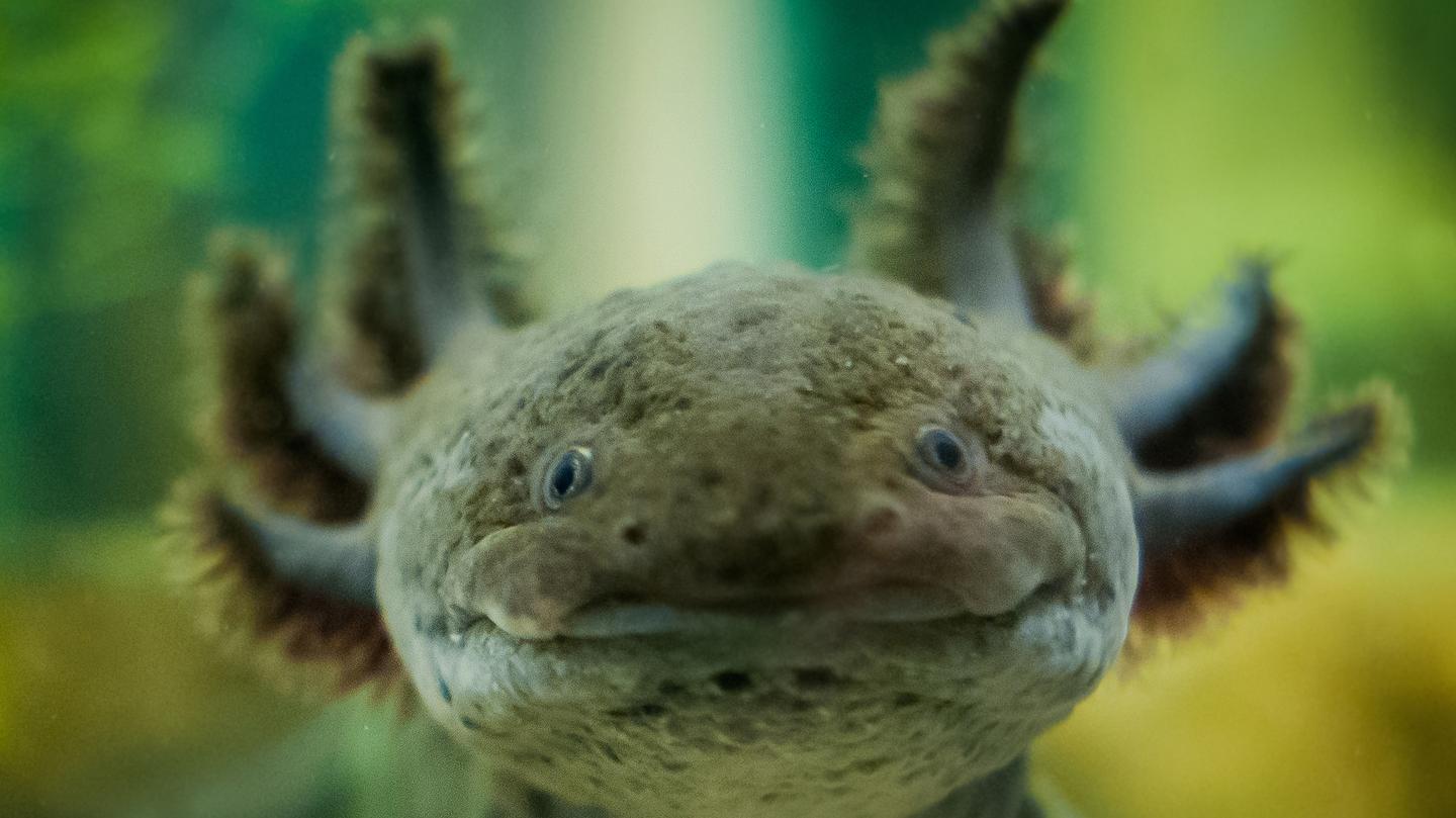 L'axolotl