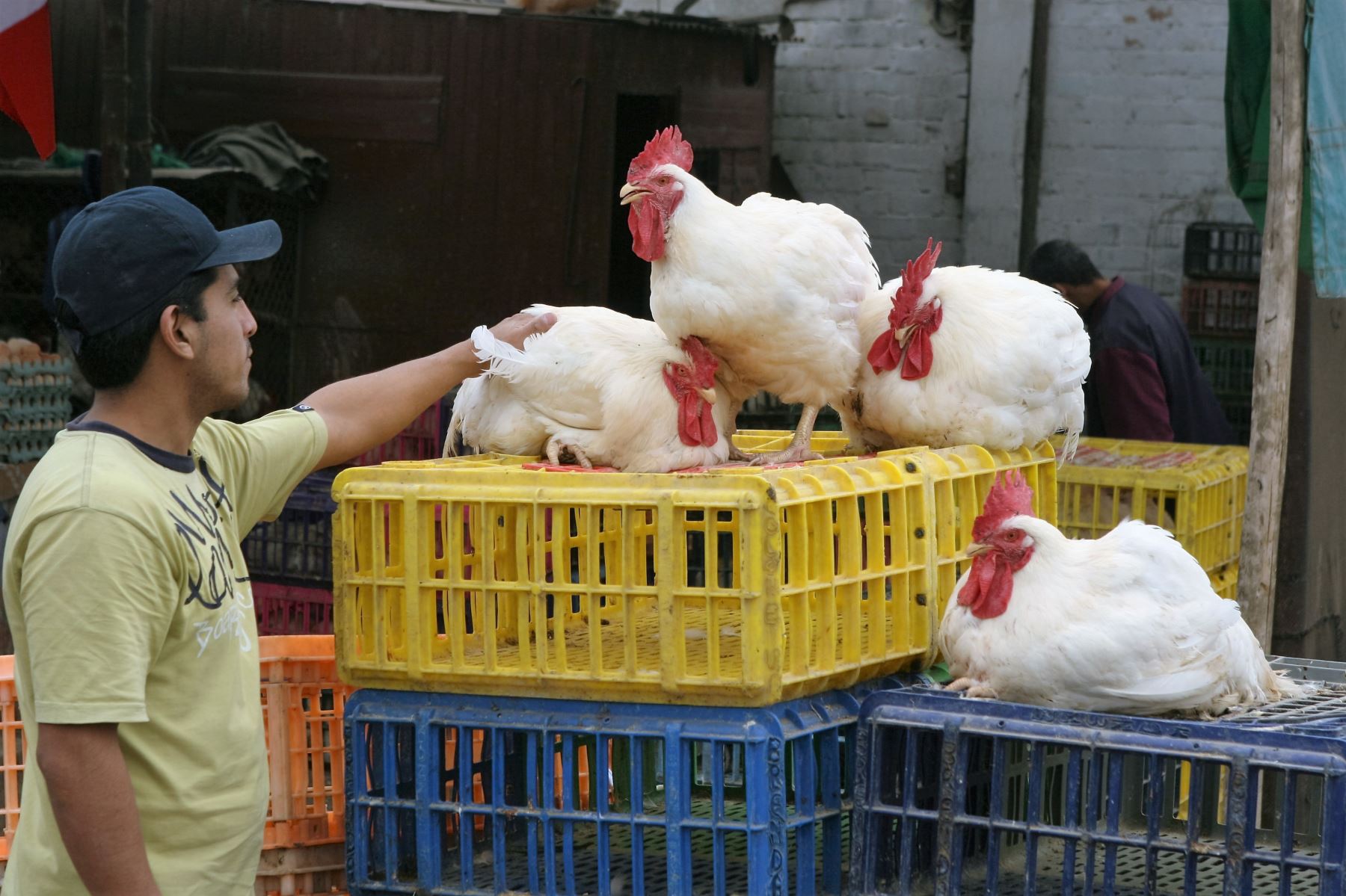 Las infección por el virus de la gripe aviar no se contagia al comer pollos u otras aves de corral. Se puede transmitir cuando la persona no tiene protección y manipula al animal enfermo (Andina)