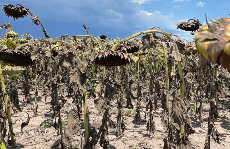Sequía: toda la Argentina se encuentra en emergencia agropecuaria, a excepción de CABA y Tierra del Fuego