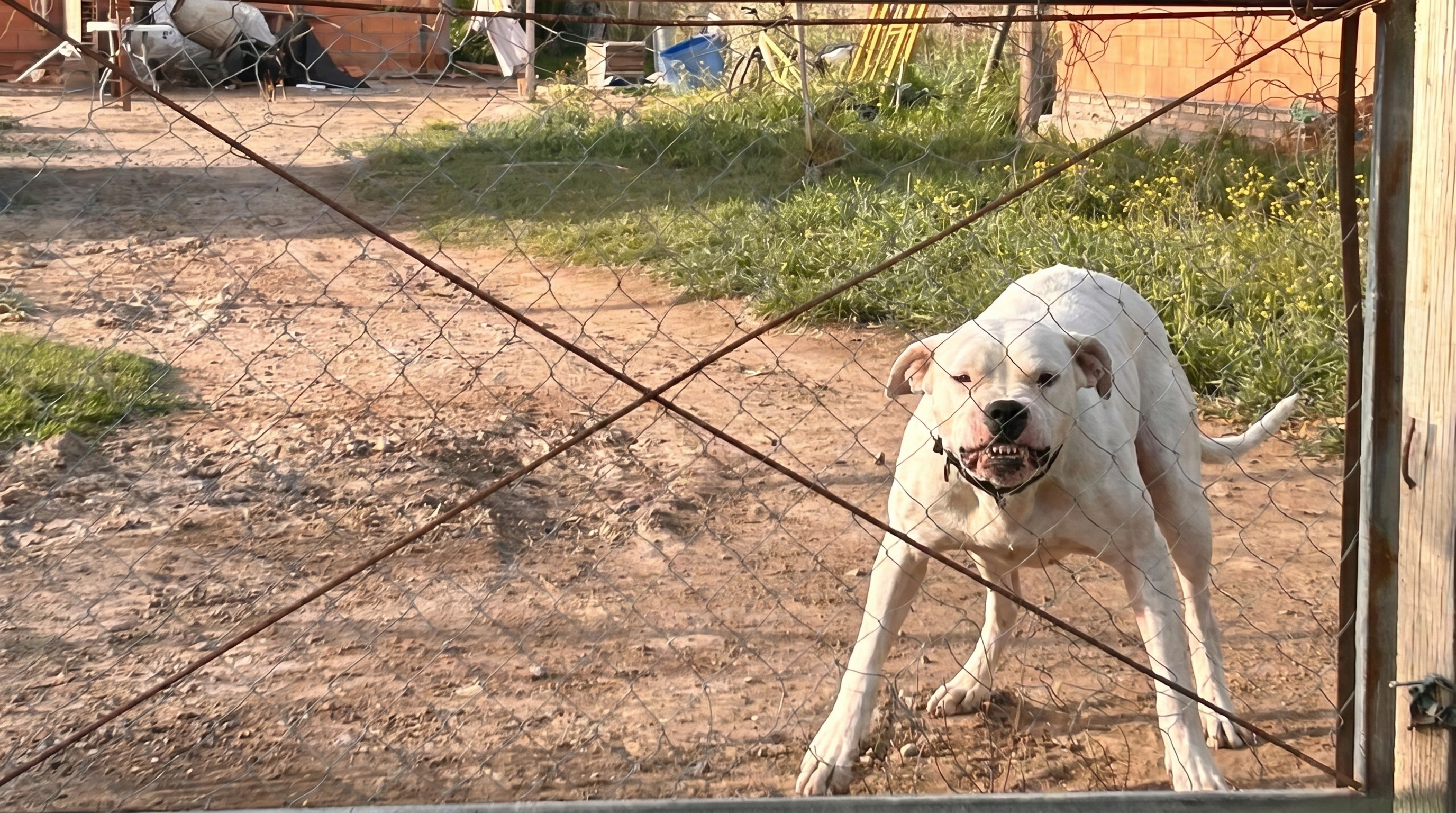 Una mujer denunci&oacute; que fue brutalmente atacada por dos dogos en Bah&iacute;a Blanca: 