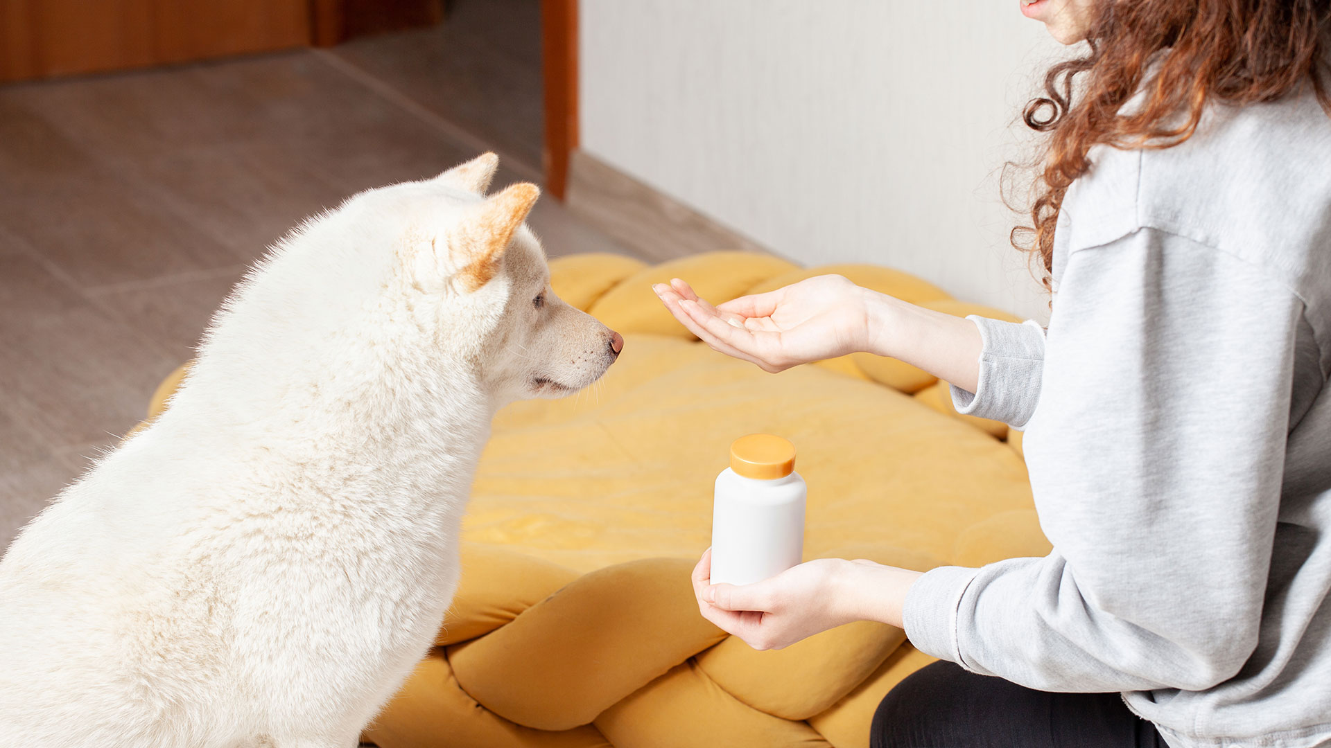 El poderoso olfato de los perros y de los gatos dificulta "enconderles" los medicamentos en la comida (Getty)
