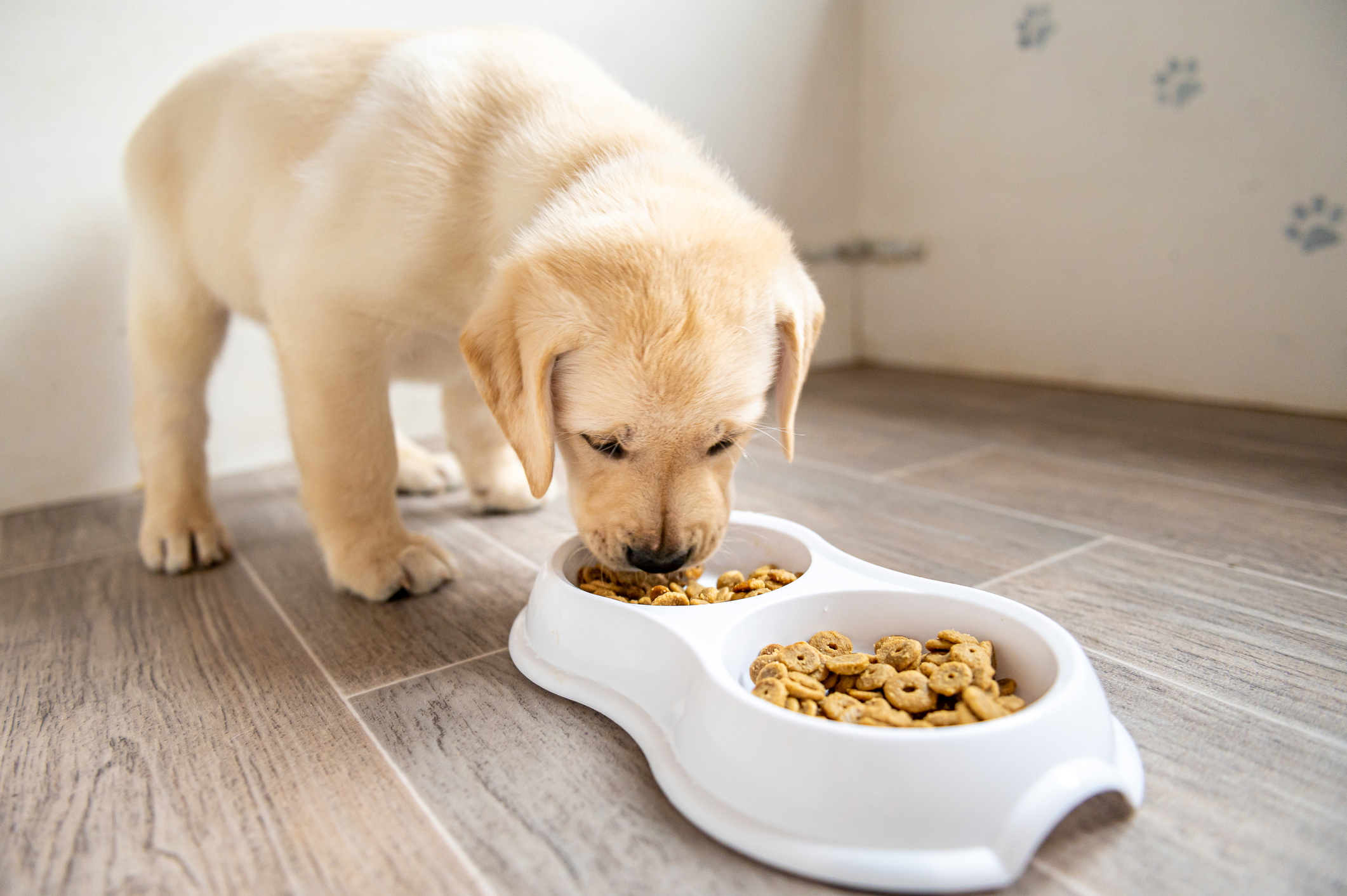 El alimento balanceado contiene las vitaminas, fibras y minerales que los perros necesitan (Getty Images)