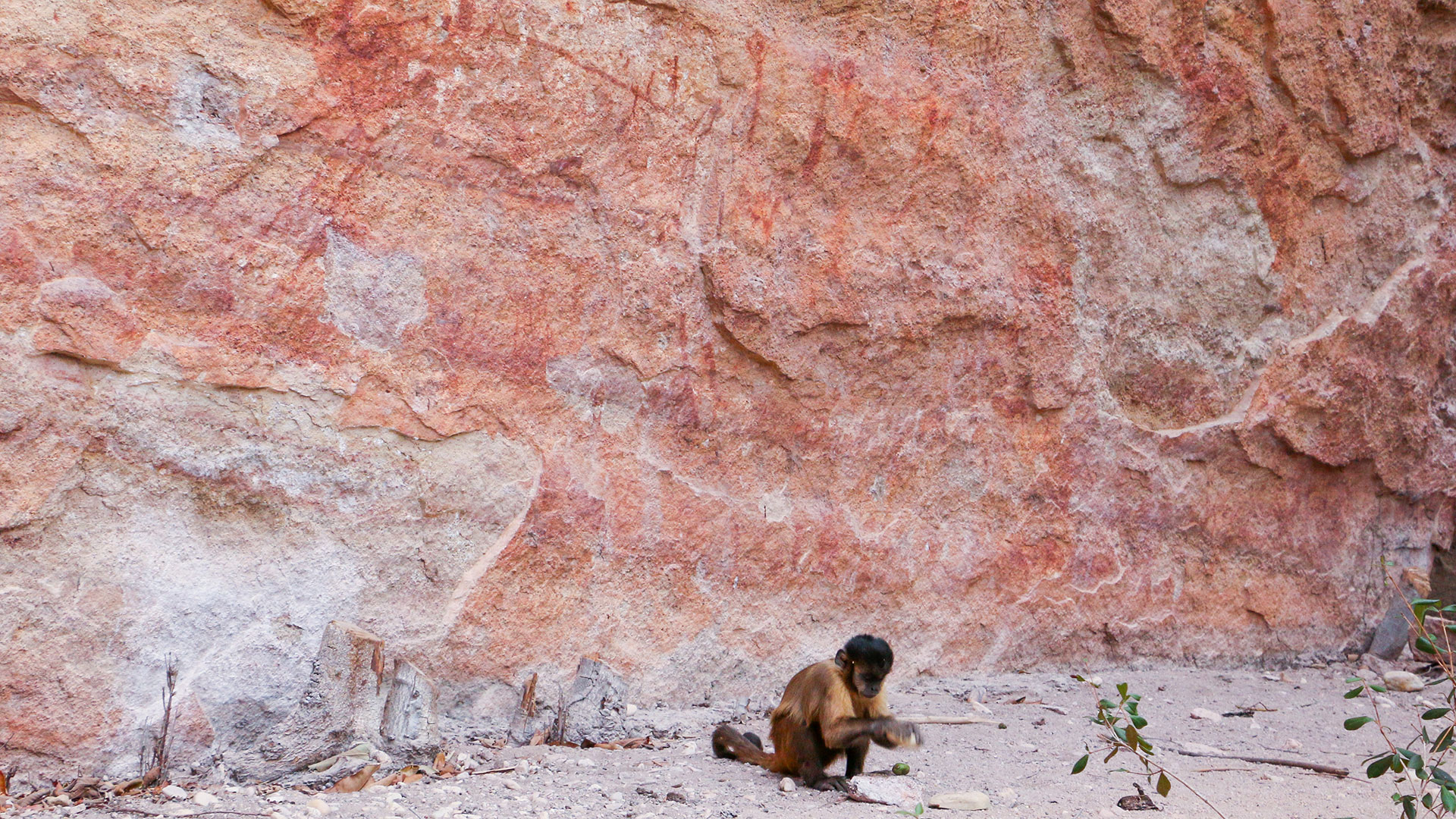 A capuchin monkey breaks fruit using a stone as a hammer and another as an anvil at an archaeological site with rock paintings in northeastern Brazil/Tiago Falótico.