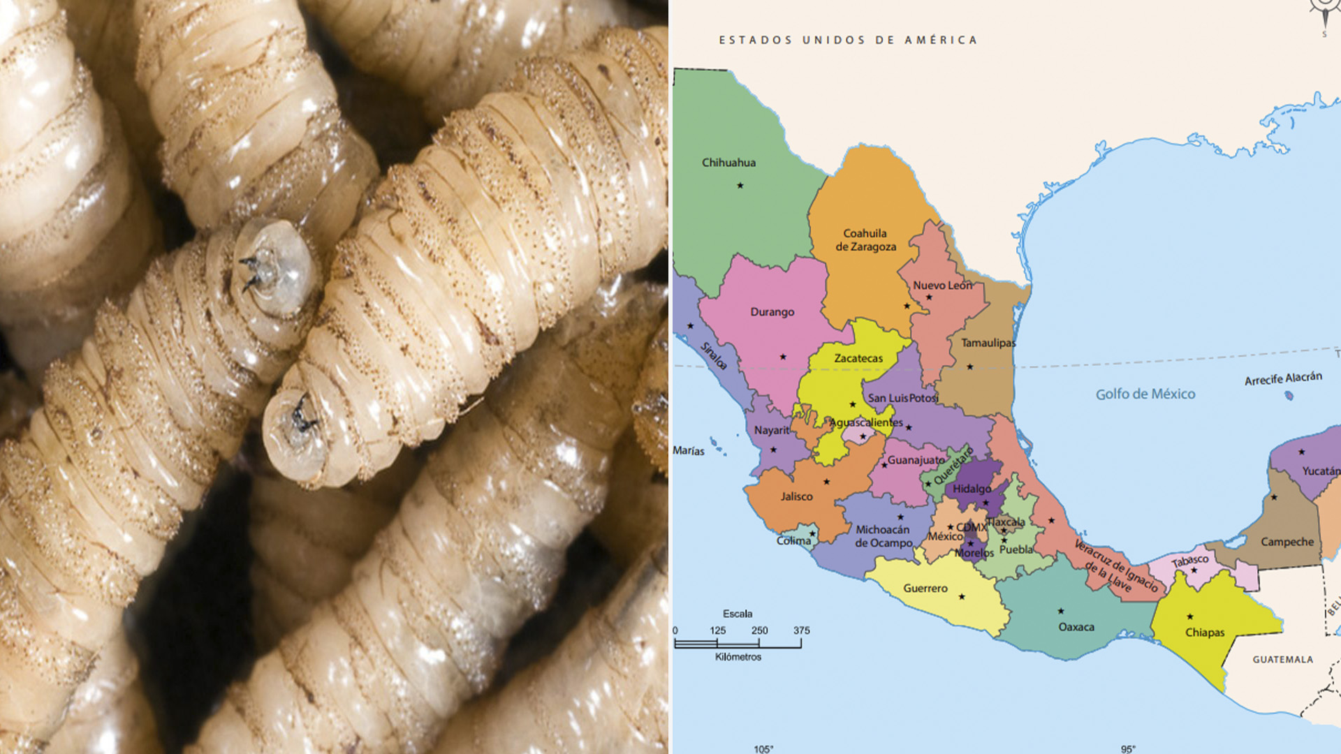 Este es el estado de México con más casos de gusano barrenador - Infobae