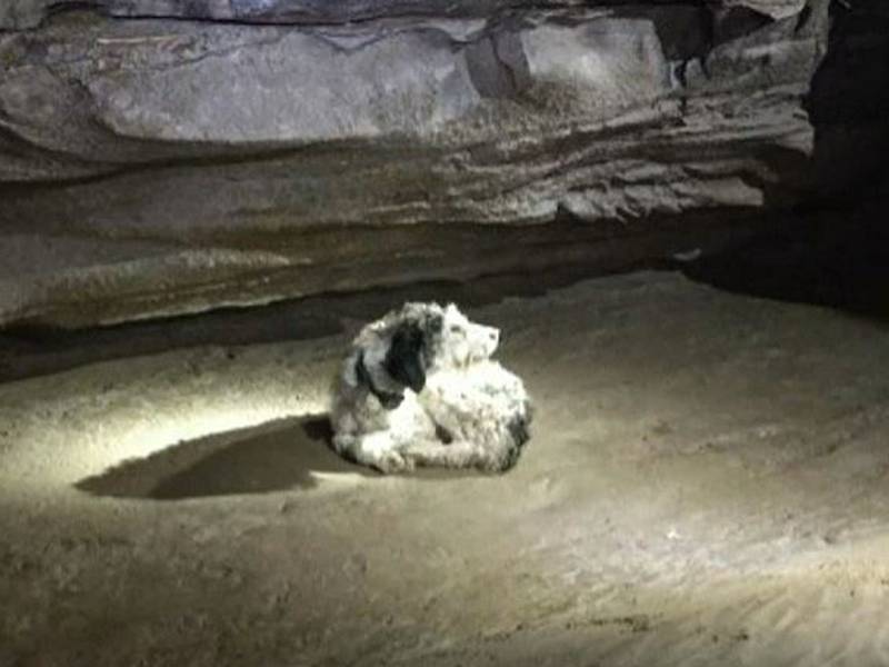 El caniche Abby estuvo dos meses perdido. Estaba en una cueva a 150 metros bajo tierra (Gerry Keene)