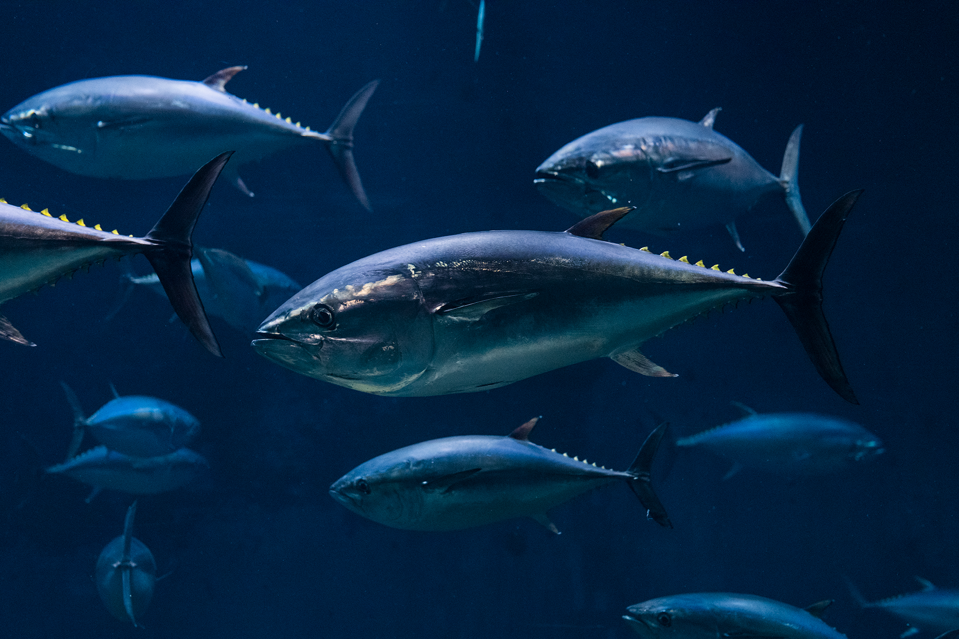 El atún rojo habita en el Atlántico Norte y sus mares adyacentes, sobre todo en el mar Mediterráneo. La sobre explotación lo está poniendo en peligro