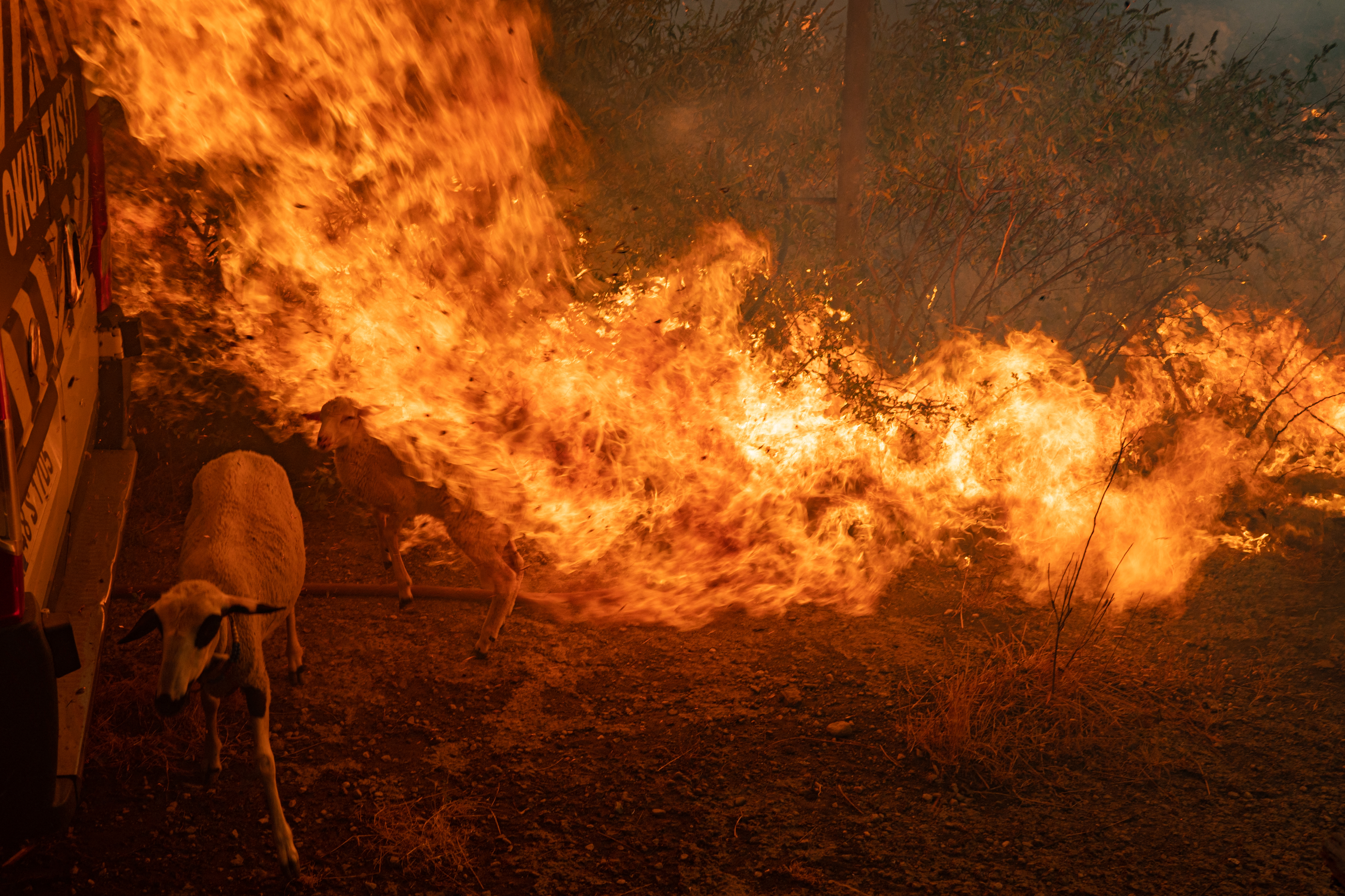 Una oveja está cubierta de llamas provenientes de un incendio que avanzaba el 2 de agosto de 2021 en Mugla, distrito de Marmaris.
(Foto de Yasin AKGUL / AFP)

