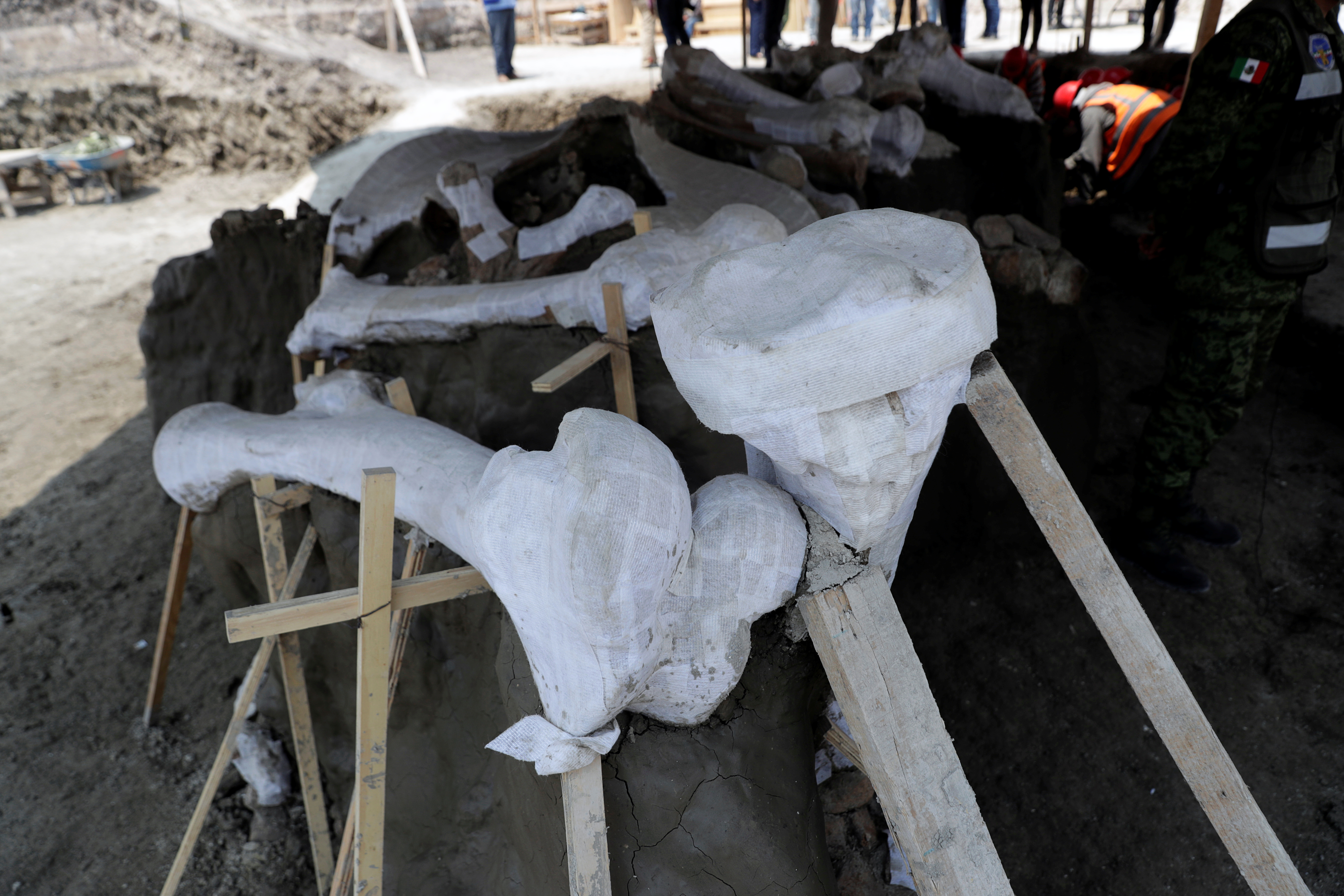 Manzanilla especula que la mayoría de los mamuts murieron de esta manera, aunque hay evidencia de que hace unos 10,000 años los primeros humanos también pudieron haber cazado a las bestias de 20 toneladas con flechas y lanzas de pedernal, o cavado pozos rudimentarios en aguas poco profundas para atraparlos.