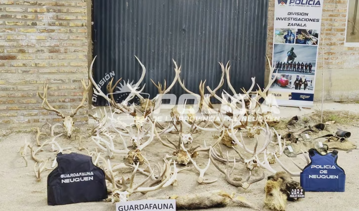 Allanaron una estancia en Neuquén y secuestraron 17 armas, miles de municiones y trofeos de fauna sin documentación