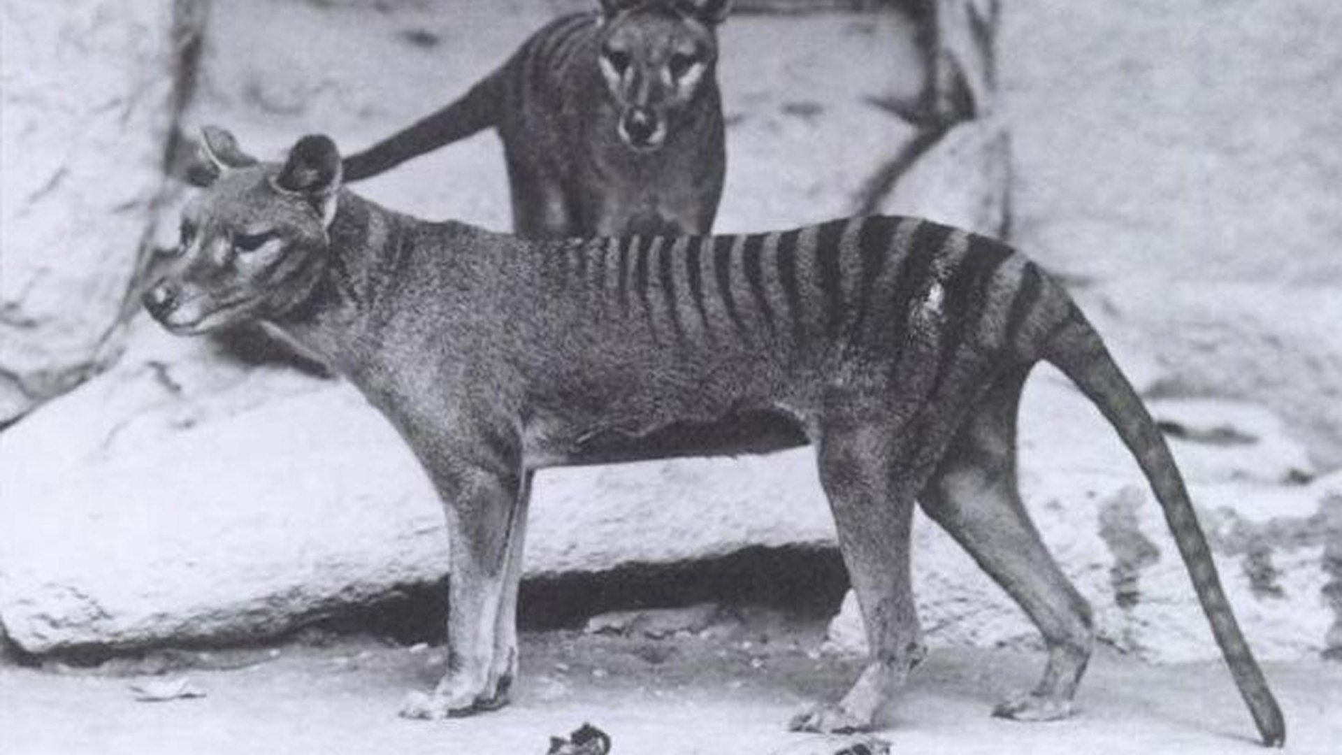El tigre de Tasmania, lobo marsupial o tilacino (Thylacinus cynocephalus) es una de las especies extintas más emblemáticas
