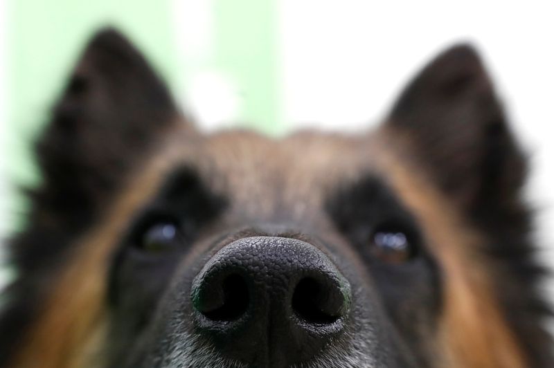 Las “huellas dactilares” de los perros son su nariz, ya que es un rasgo distintivo y único de cada can
REUTERS/Bernadett Szabo