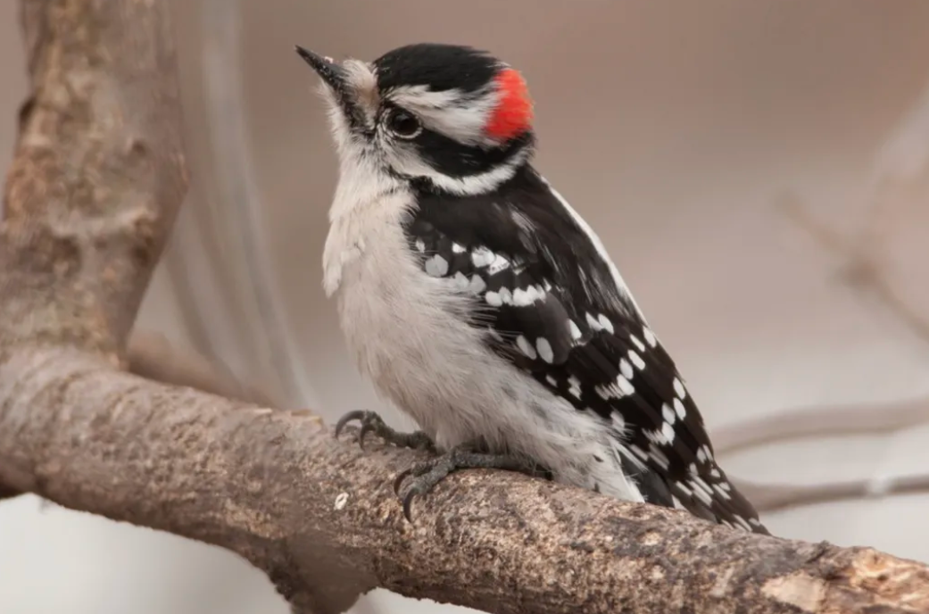 Los Pumas jugarán ante Escocia un partido que será clave para definir su futuro rumbo al Mundial 2027