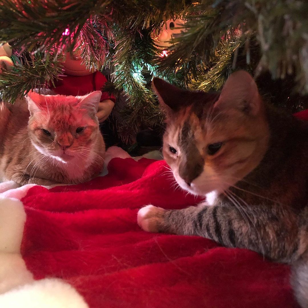 Ante la llegada de la navidad Auggie y Collie les gusta estar debajo del árbol (Instagram TheParsonsPets)